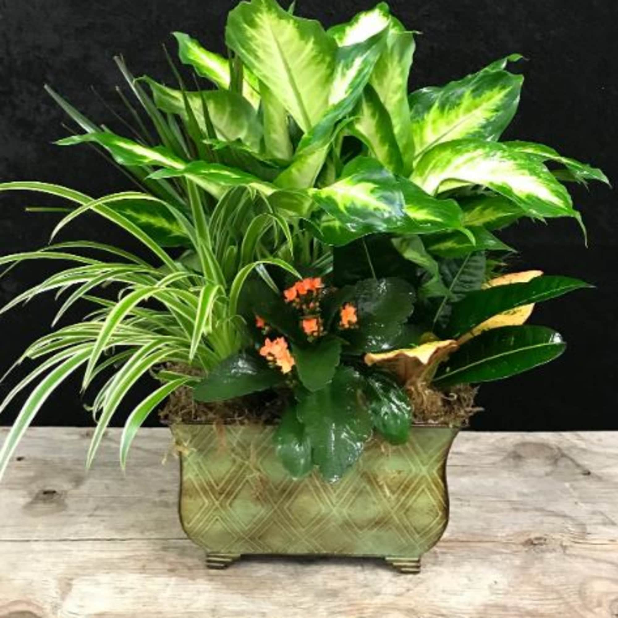 Our Plant Gardens will contain a collection of tropical plants ready to Our Plant Gardens will contain a collection of tropical plants ready to