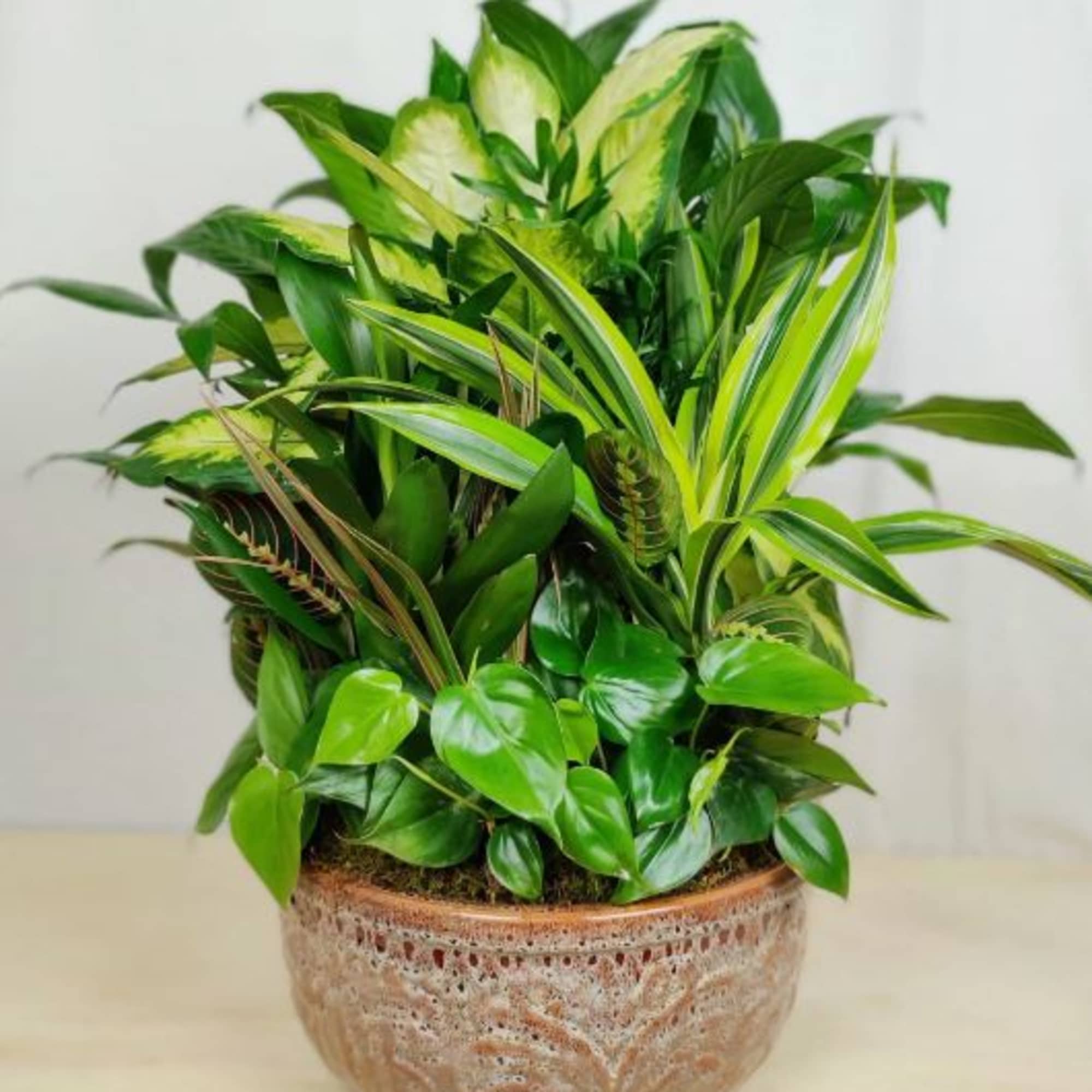 Our Plant Gardens will contain a collection of tropical plants ready to Our Plant Gardens will contain a collection of tropical plants ready to