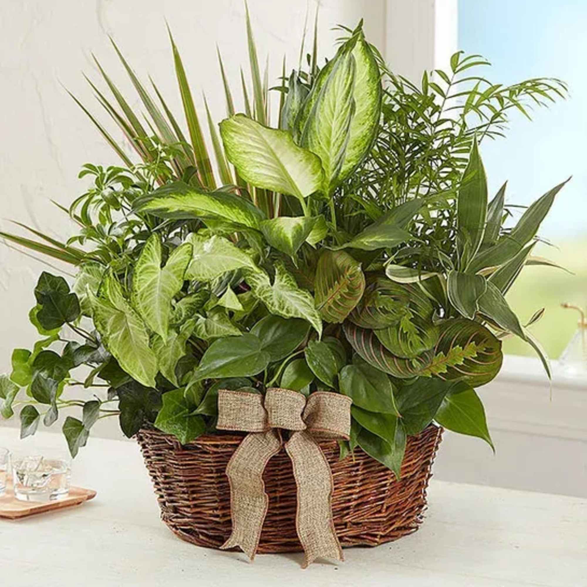 Our classic dish garden is hand-designed with a lush variety of  Our classic dish garden is hand-designed with a lush variety of