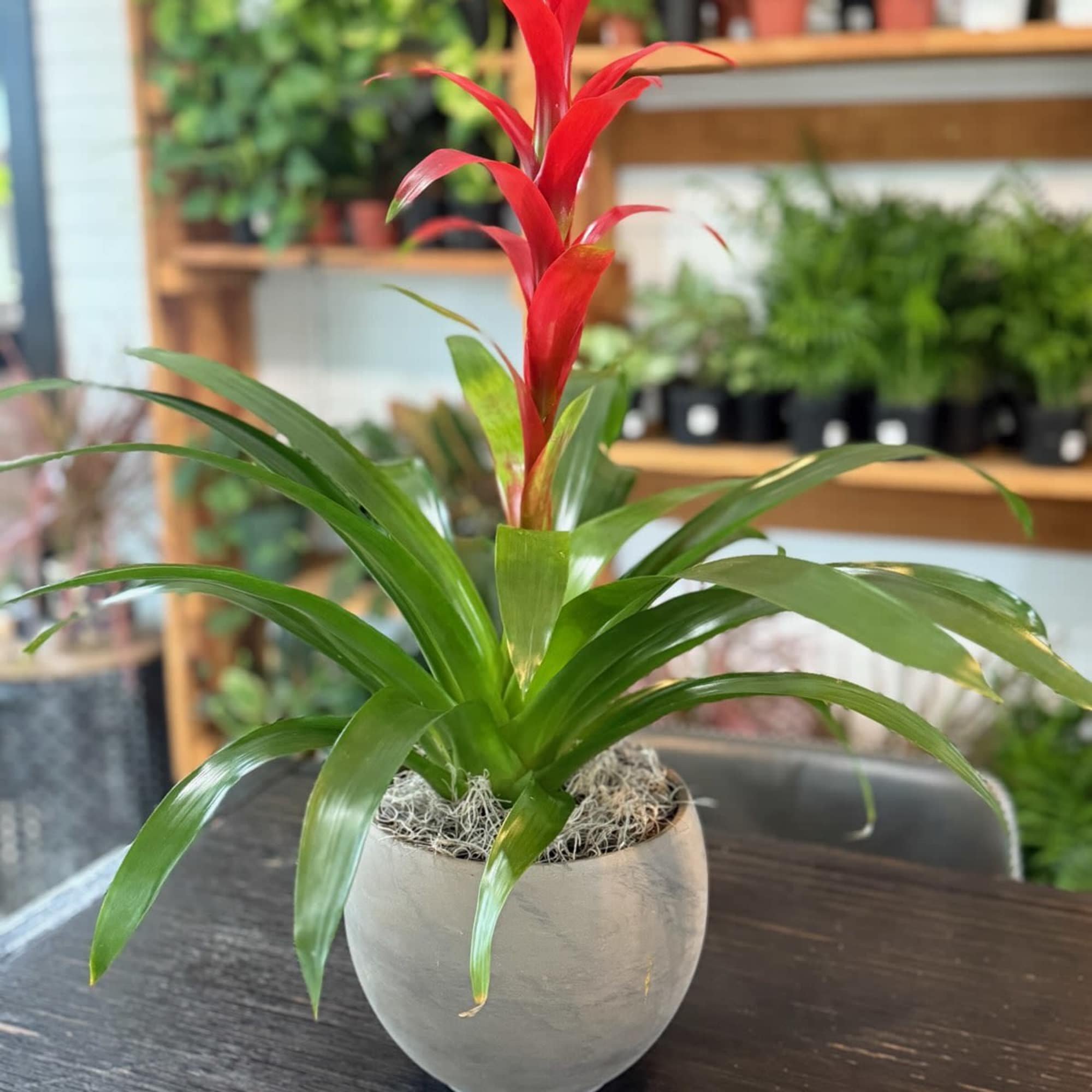 A plant with a cool shape, bright color, that works as an