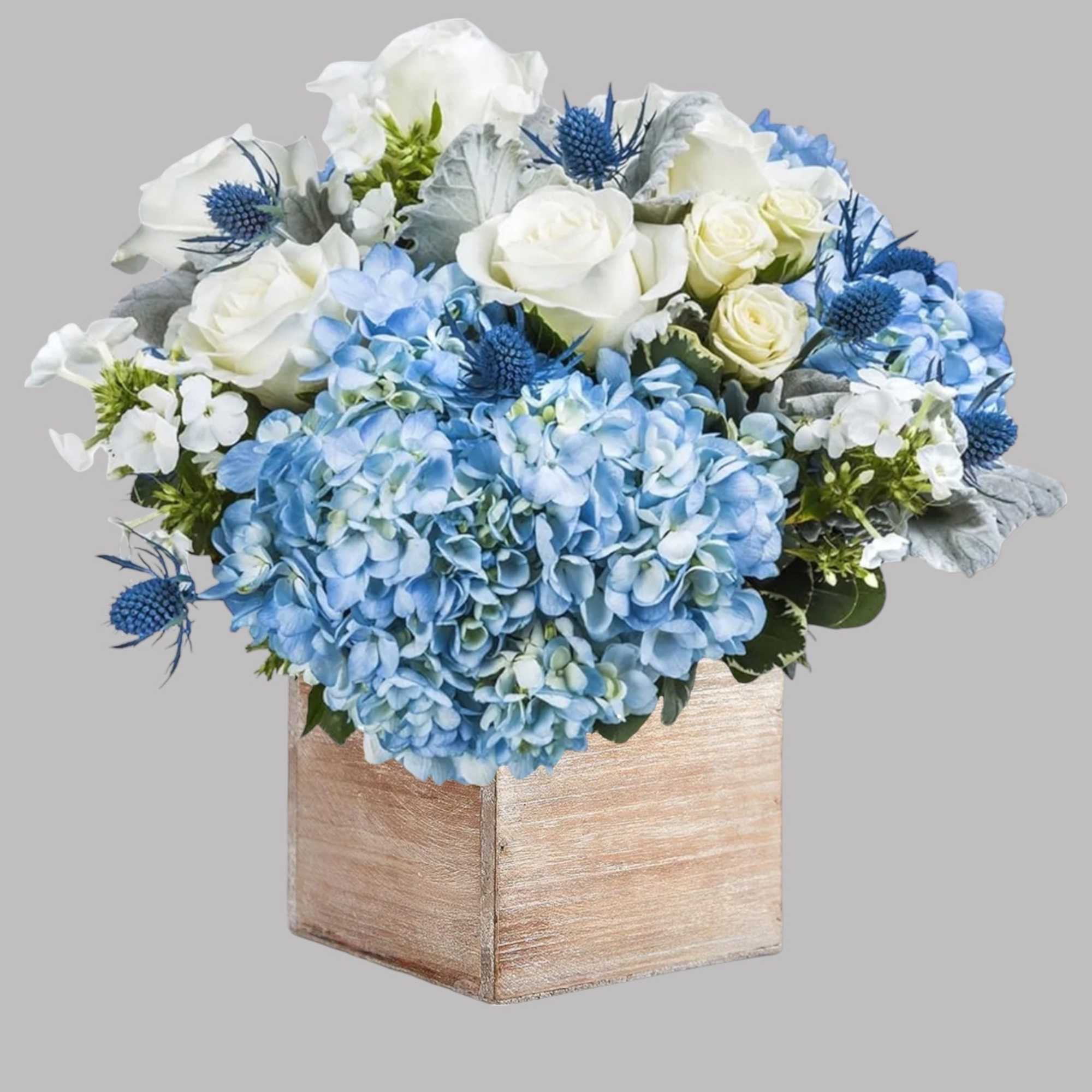 This holiday season, light up your nights with the Hanukkah Lights flower