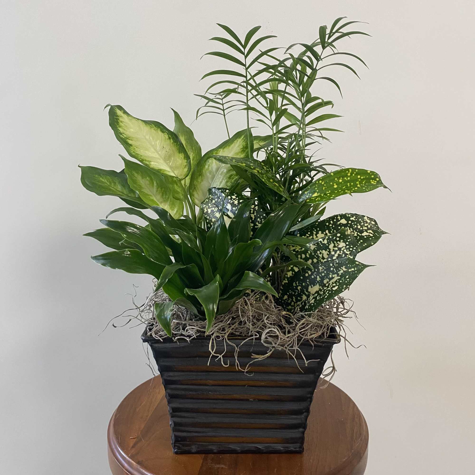 Assorted green plants in metal or ceramic container.
Please specify a preference in Assorted green plants in metal or ceramic container.
Please specify a preference in