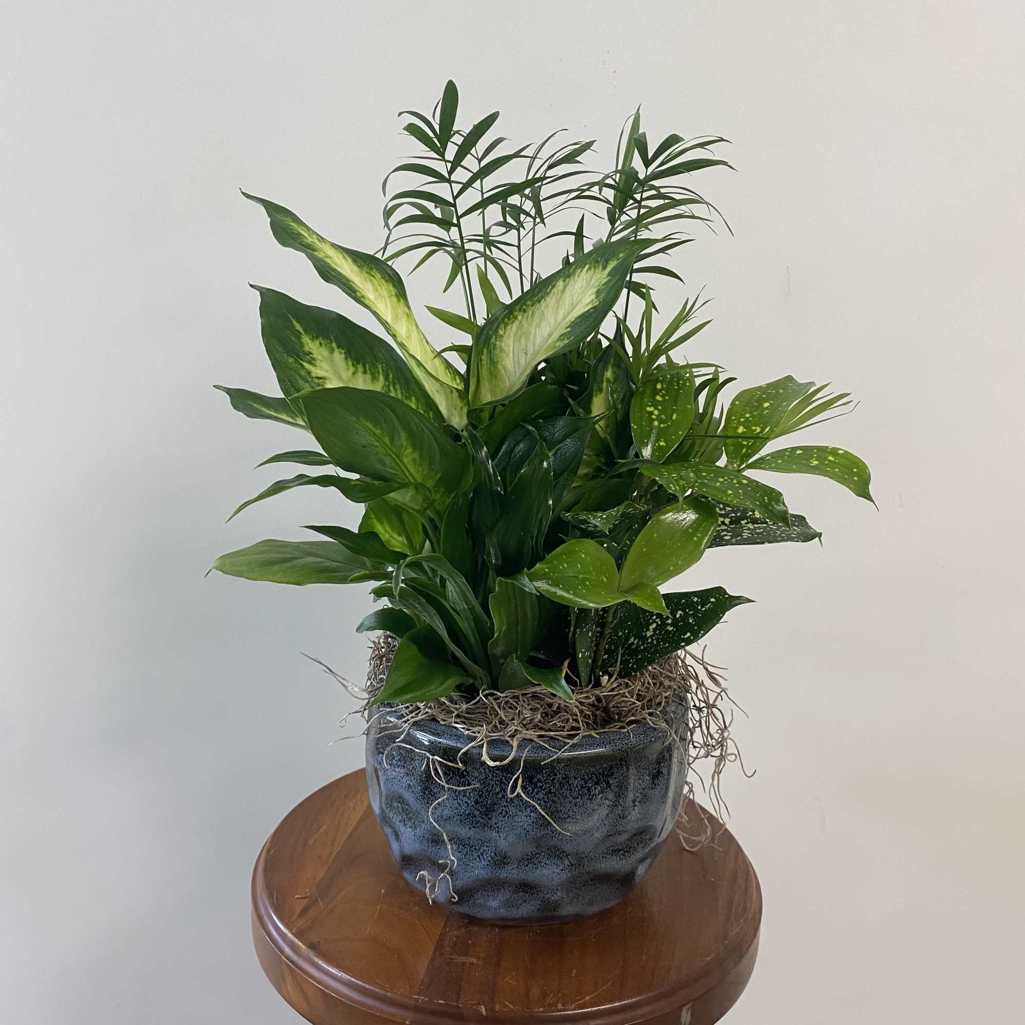 Assorted green plants in metal or ceramic container.
Please specify a preference in Assorted green plants in metal or ceramic container.
Please specify a preference in