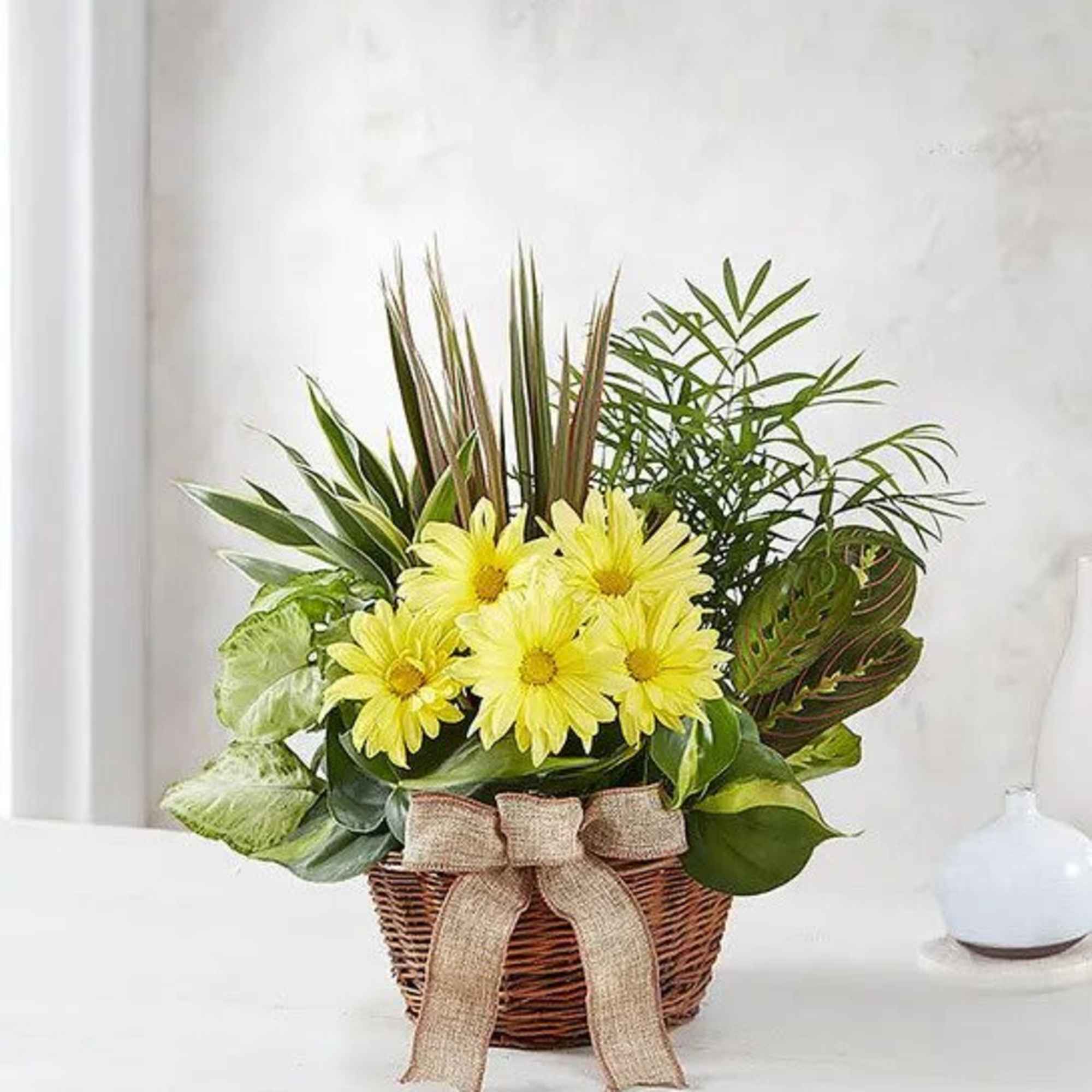 Send your warmest regards with an elegant dish garden that combines the