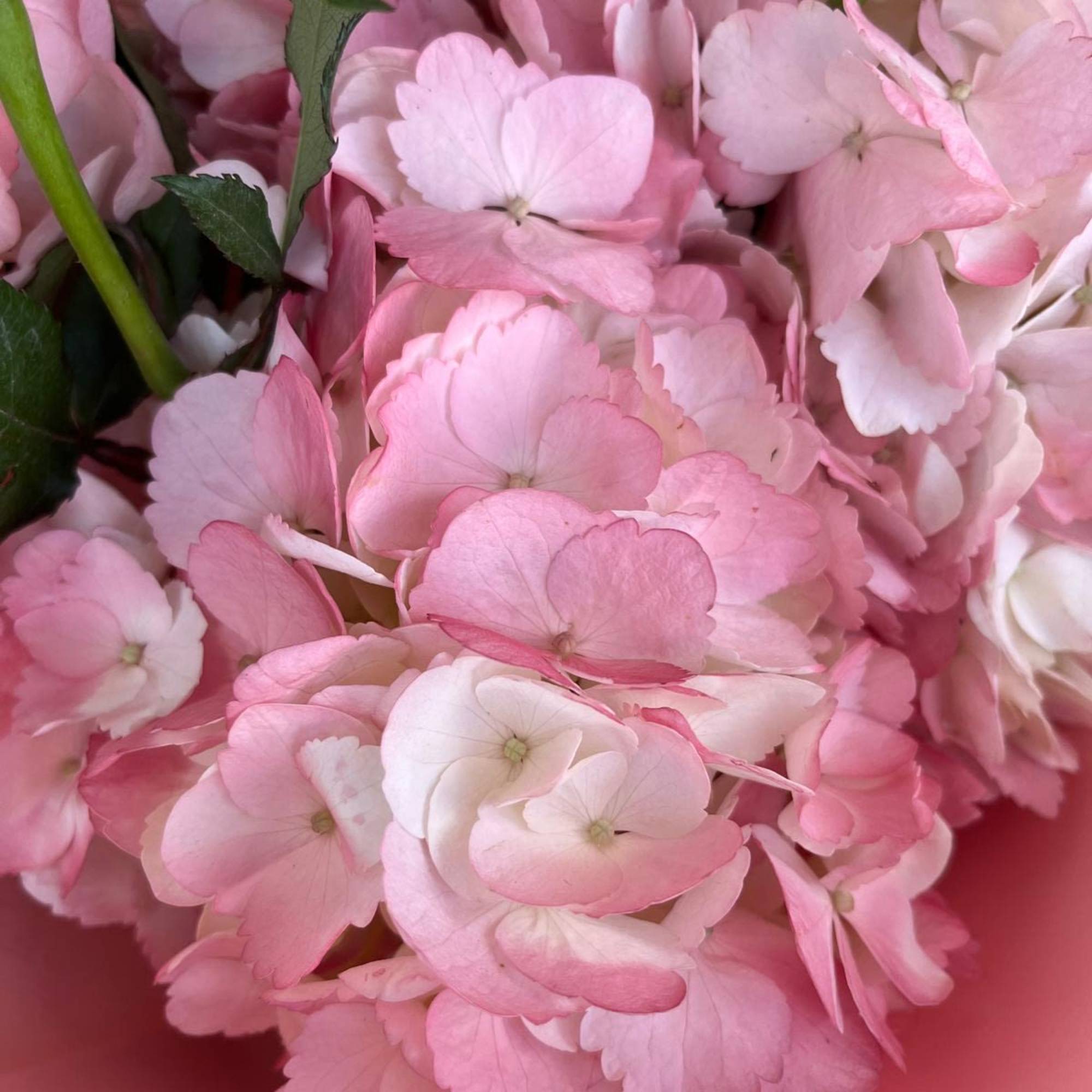 Pretty light pink wrap arranged with roses and hydrangeas. A perfect gift Pretty light pink wrap arranged with roses and hydrangeas. A perfect gift