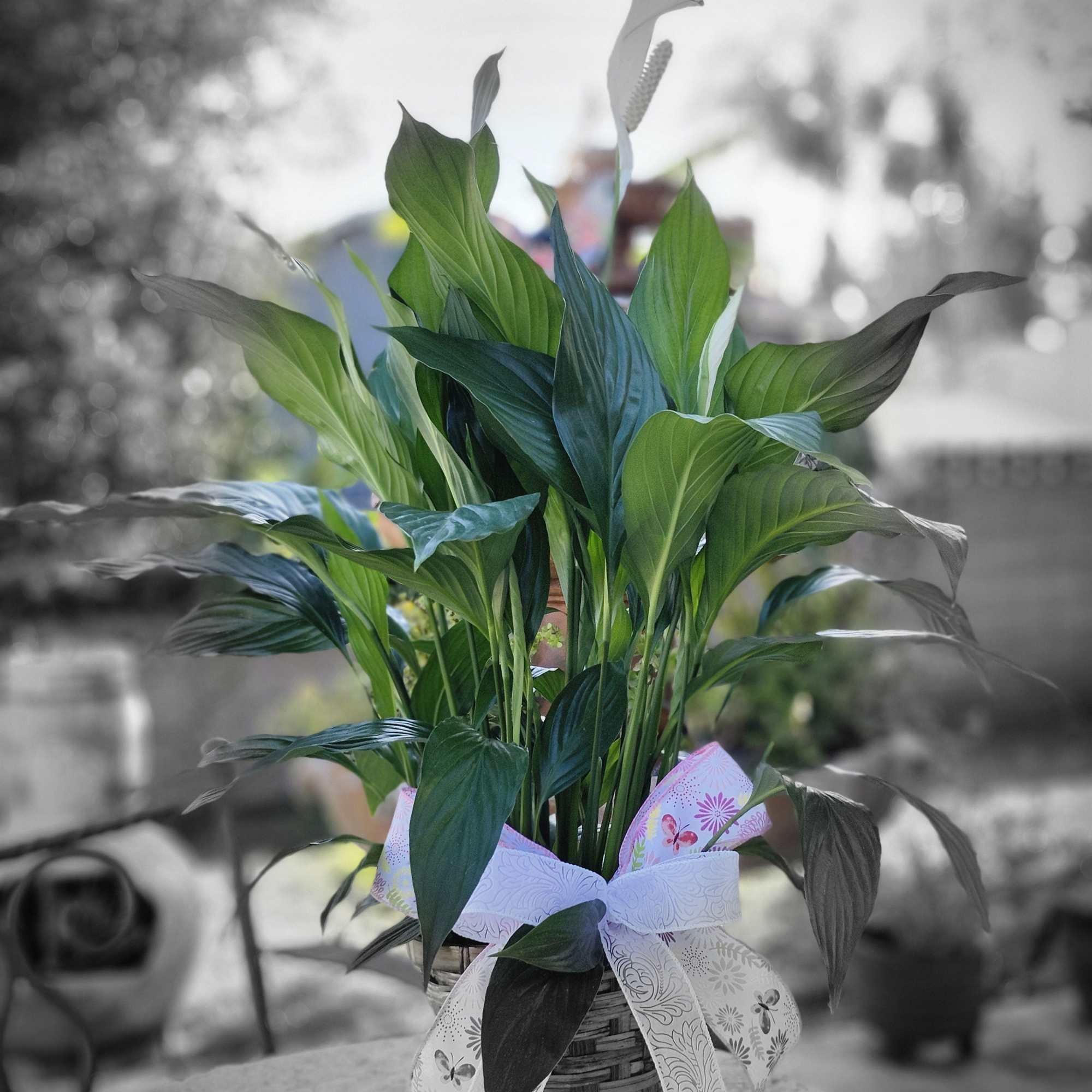 A tall reaching spathiphyllum plant, also known as a peace lily, set