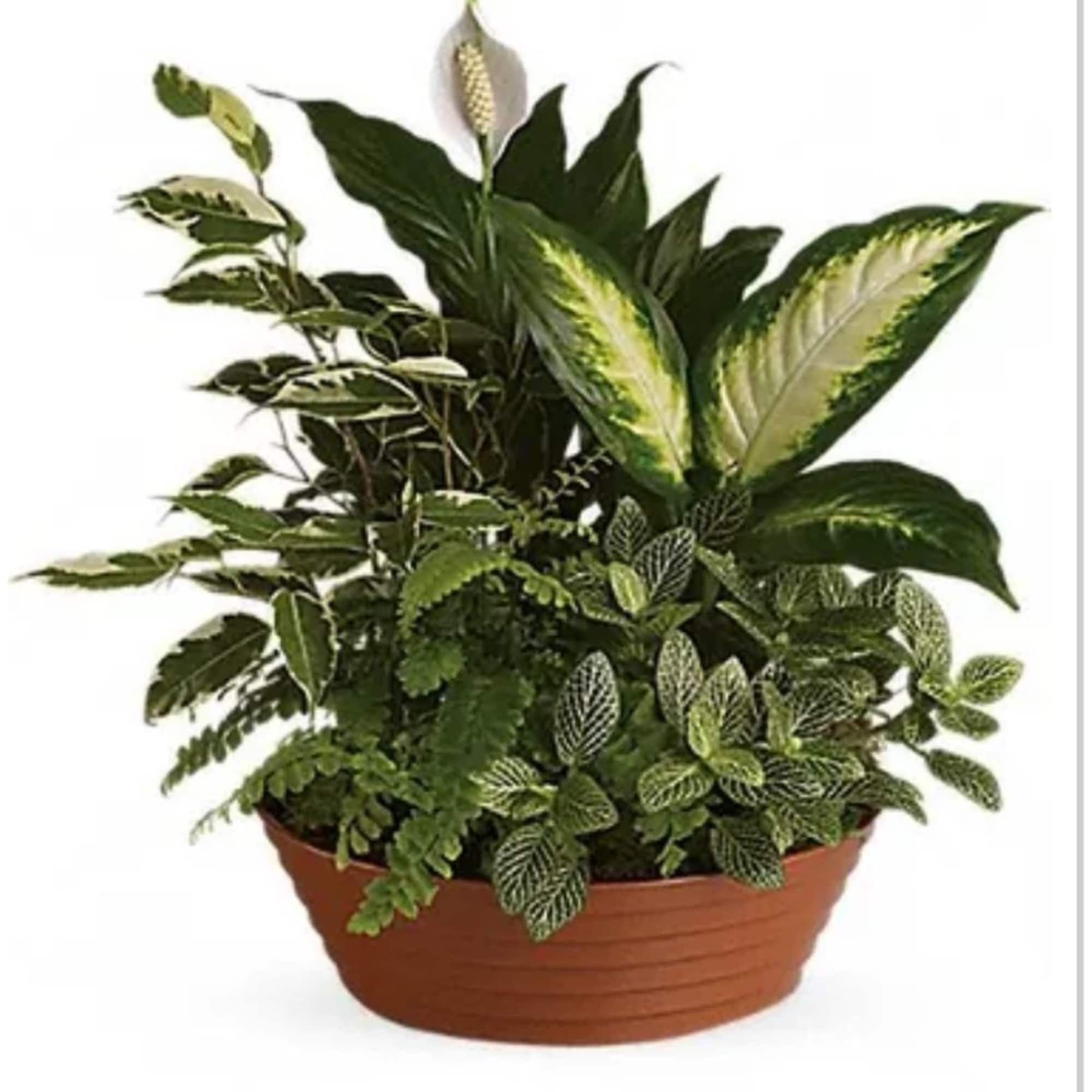 Am assortment of green plants, picked from the best farmers in California