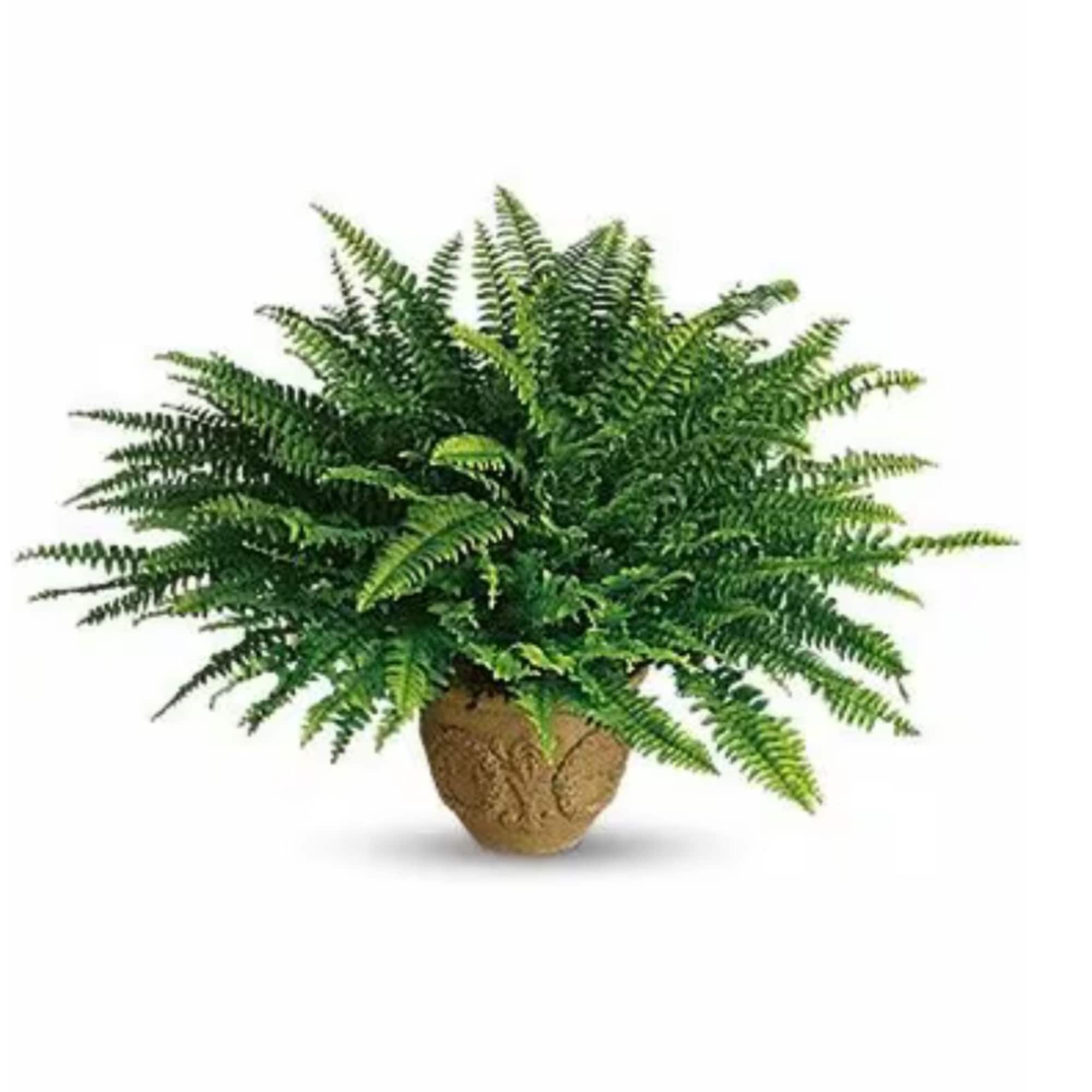 Nephrolepis also known as Boston fern is a popular evergreen fern native