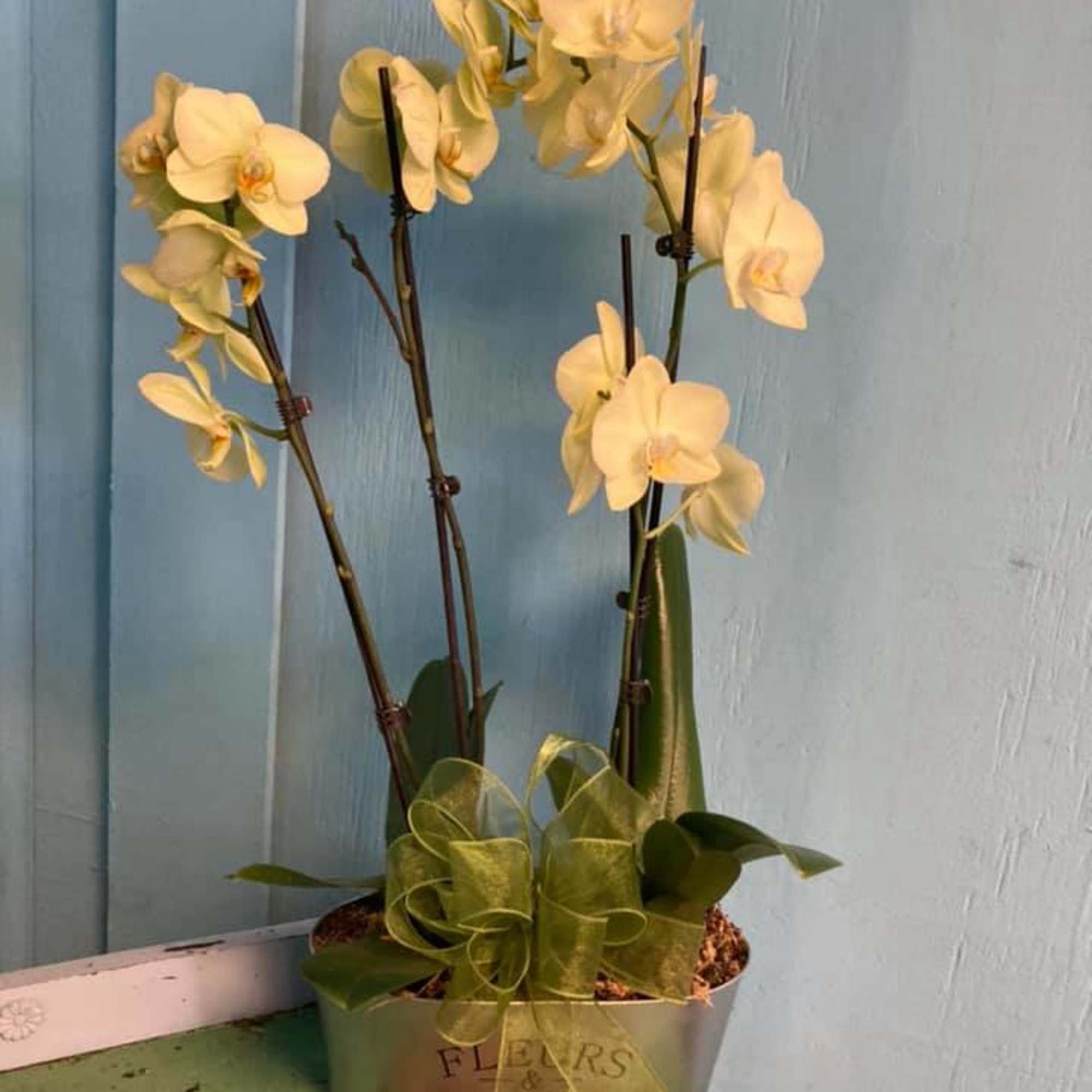 The flowers of the popular and beautiful phalaenopsis orchid plant are thought