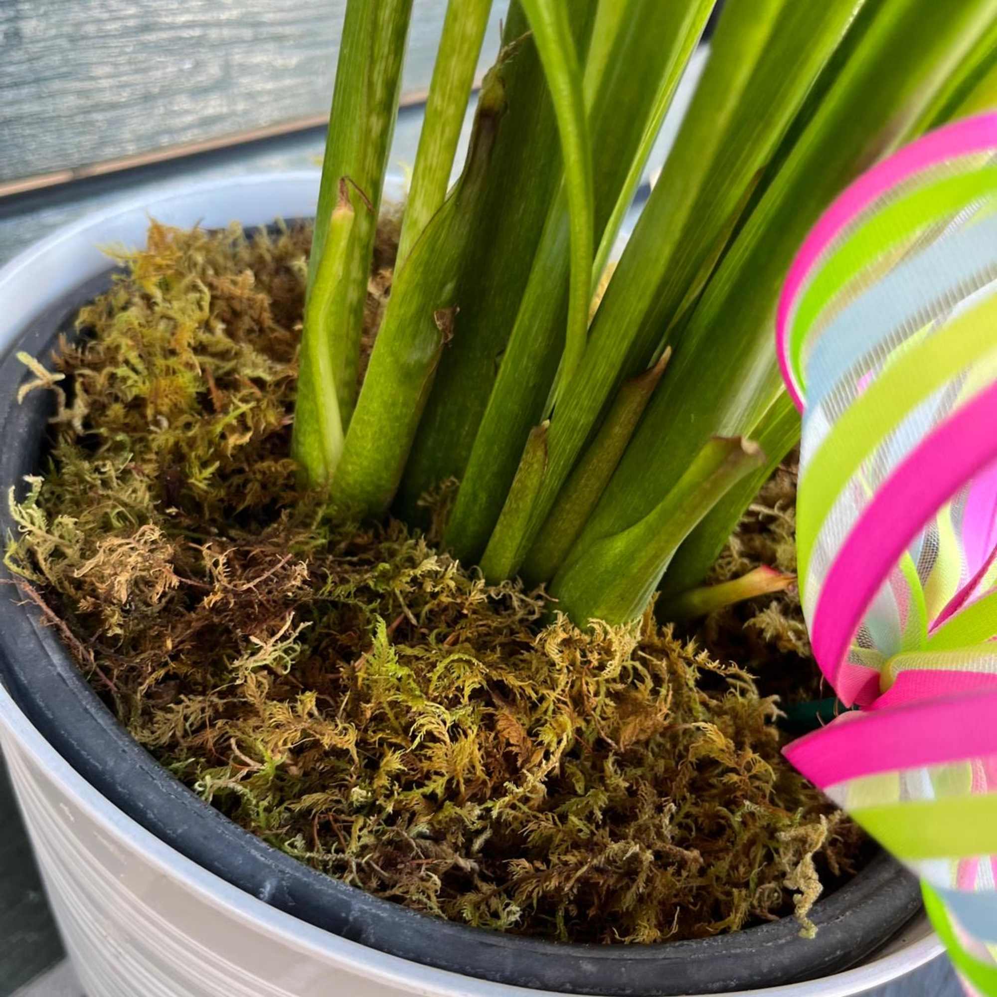 Various colors. As long as stock lasts!