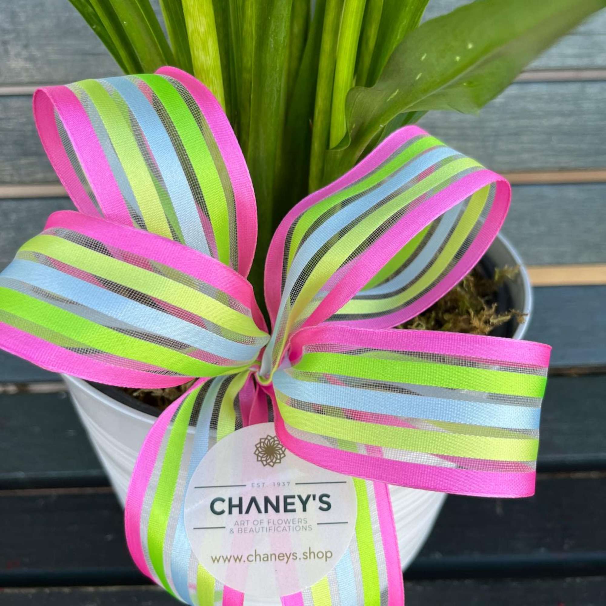 Various colors. As long as stock lasts!