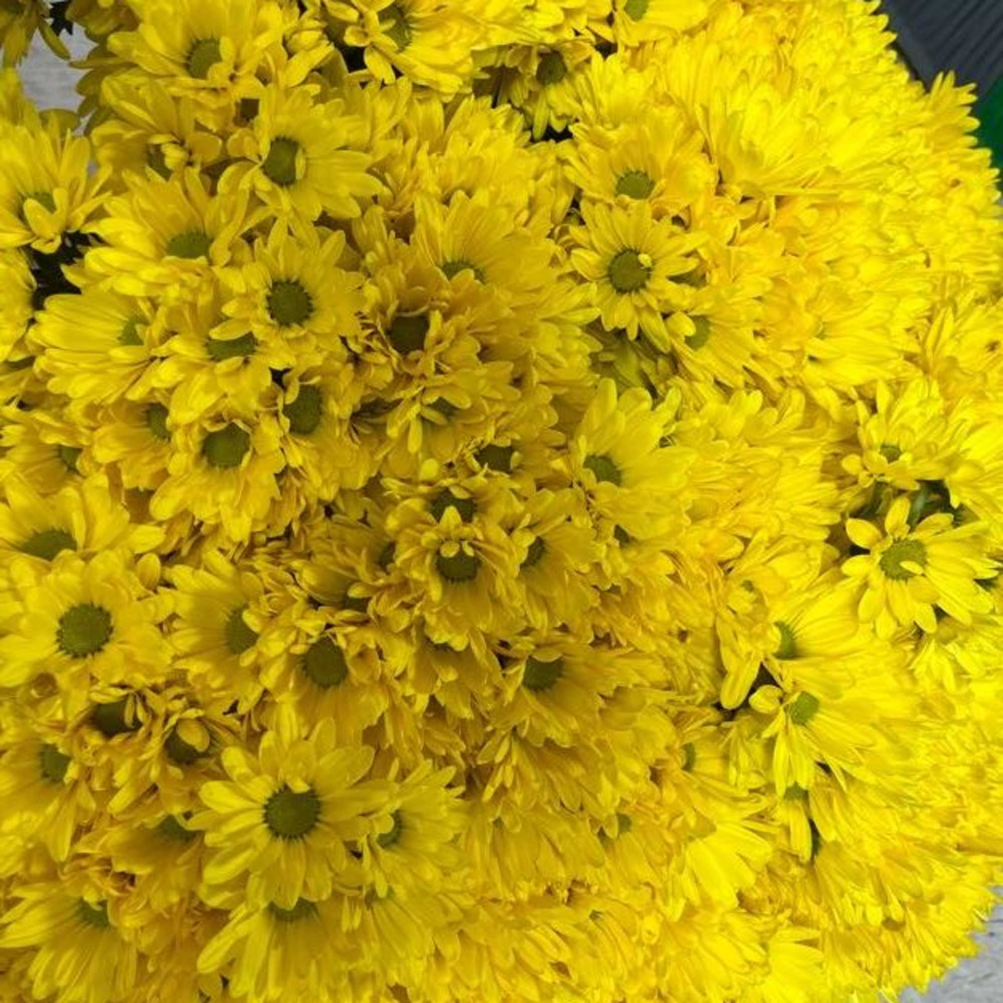 White & Yellow Daisies Stems White & Yellow Daisies Stems
