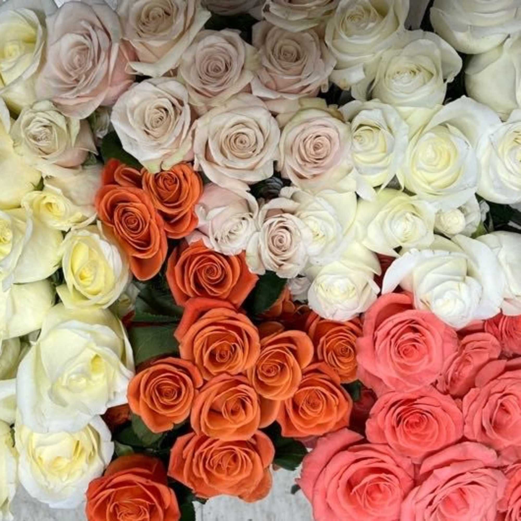 Rose Stems Mixed Colours