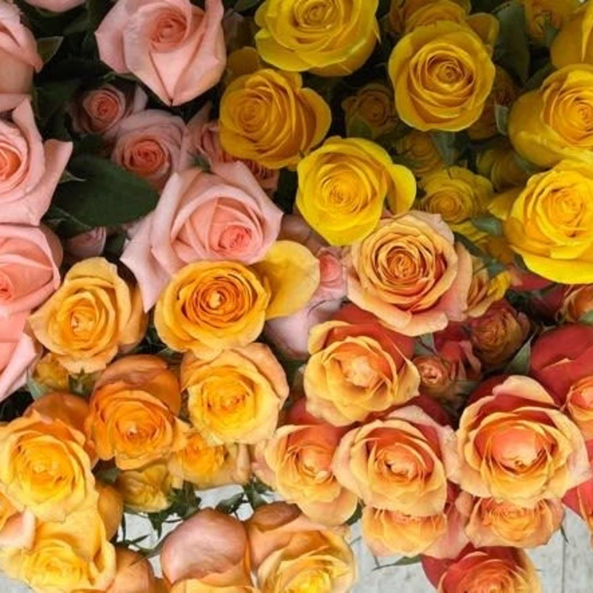 Rose Stems Mixed Colours