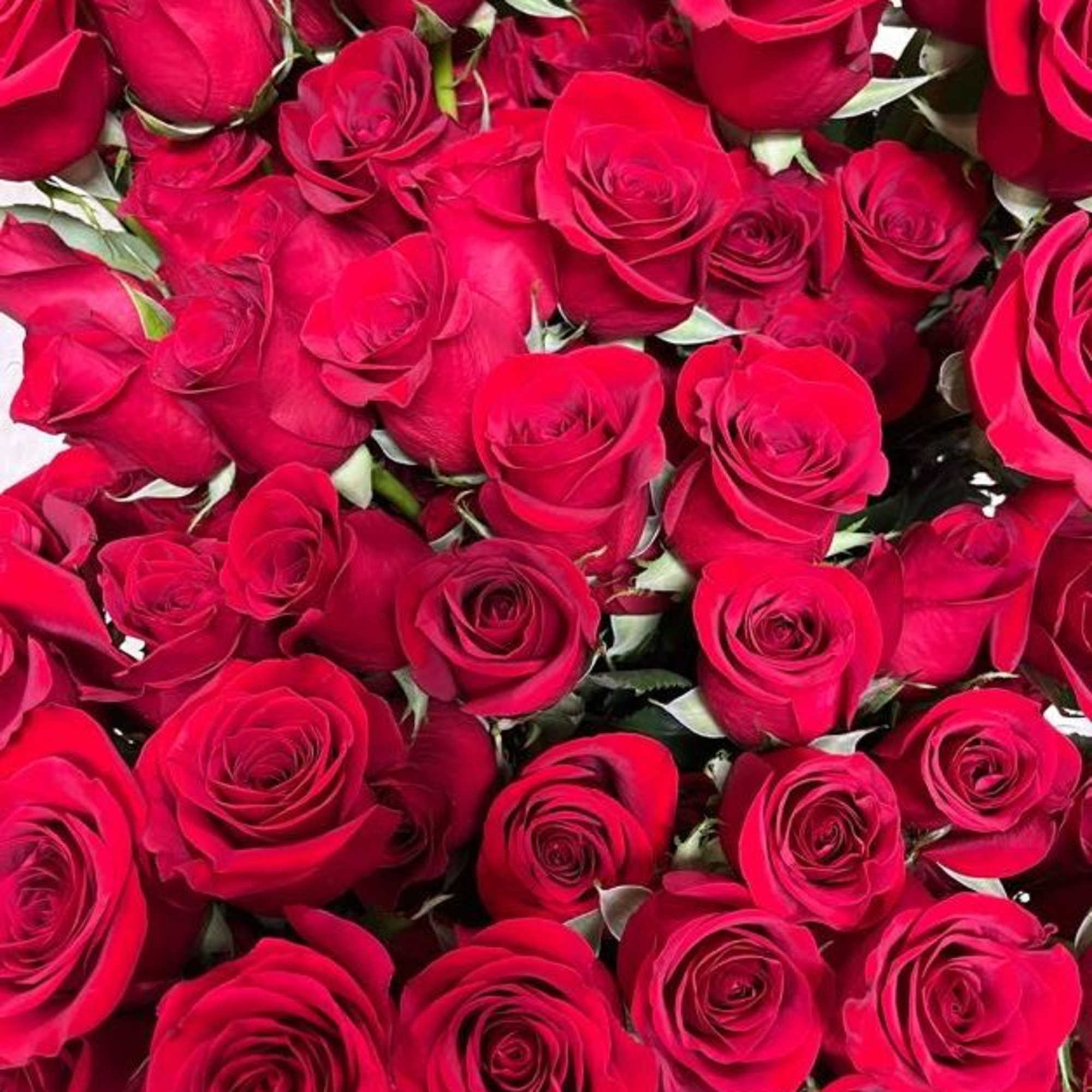 Rose Stems Mixed Colours