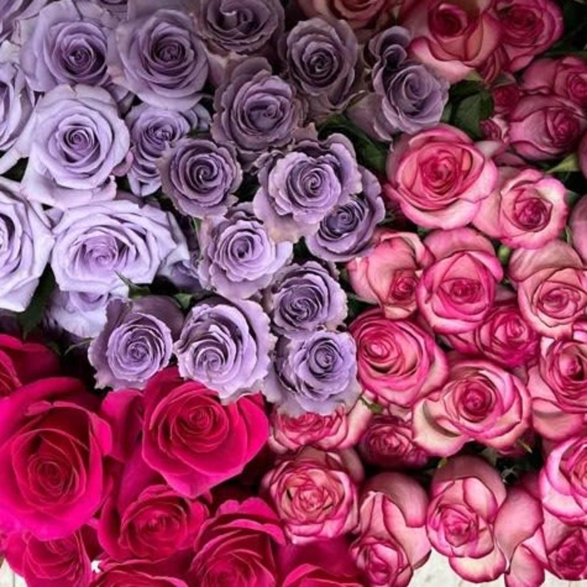 Rose Stems Mixed Colours