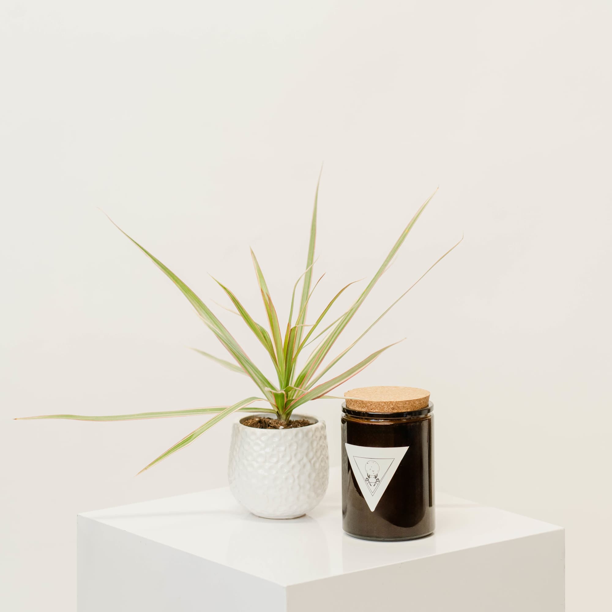 small potted plant bundled with a That Witch Apothecary candle