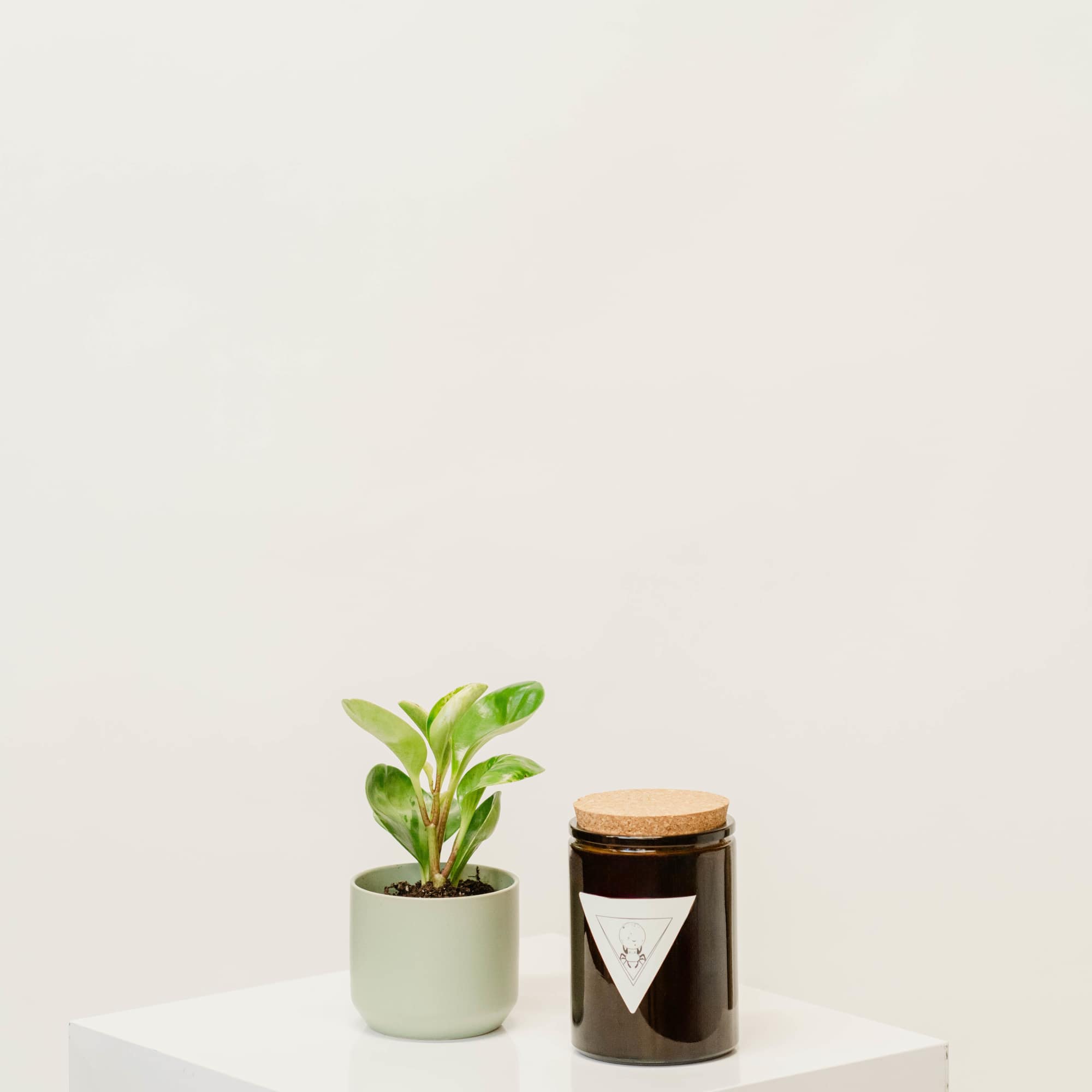 small potted plant bundled with a That Witch Apothecary candle