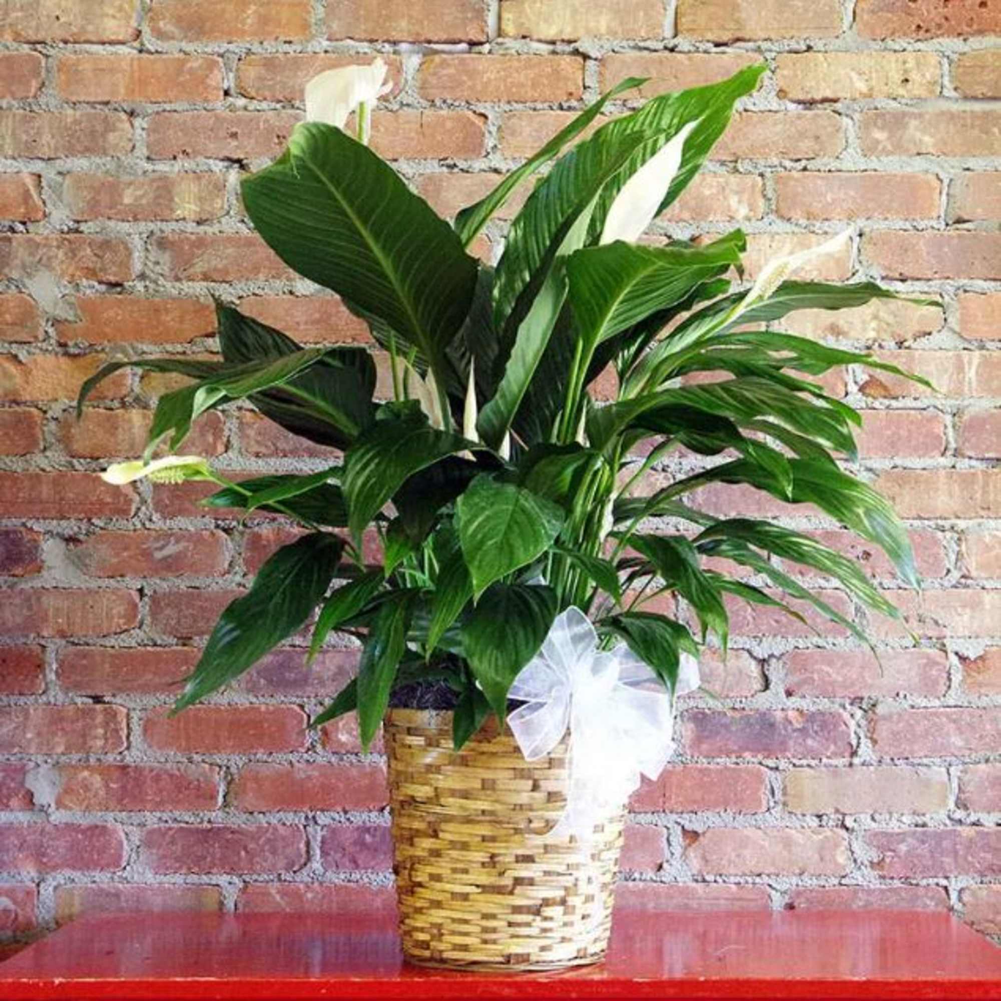 A tall reaching Spathiphyllum plant, also known as a peace lily, set A tall reaching Spathiphyllum plant, also known as a peace lily, set
