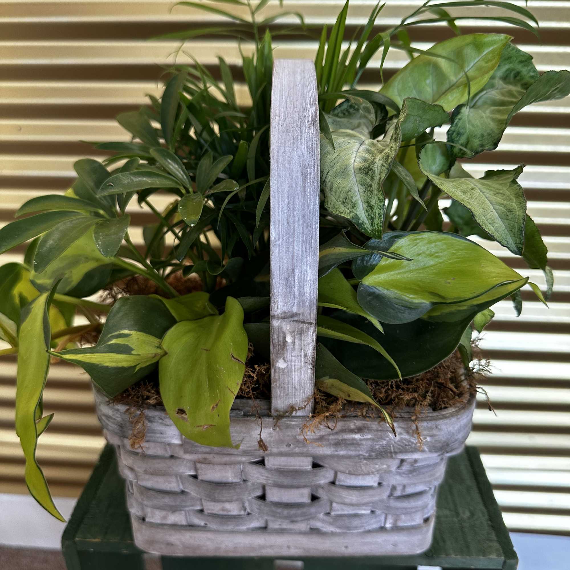 4 types of foliage plants in a basket with handle. 

Comes in