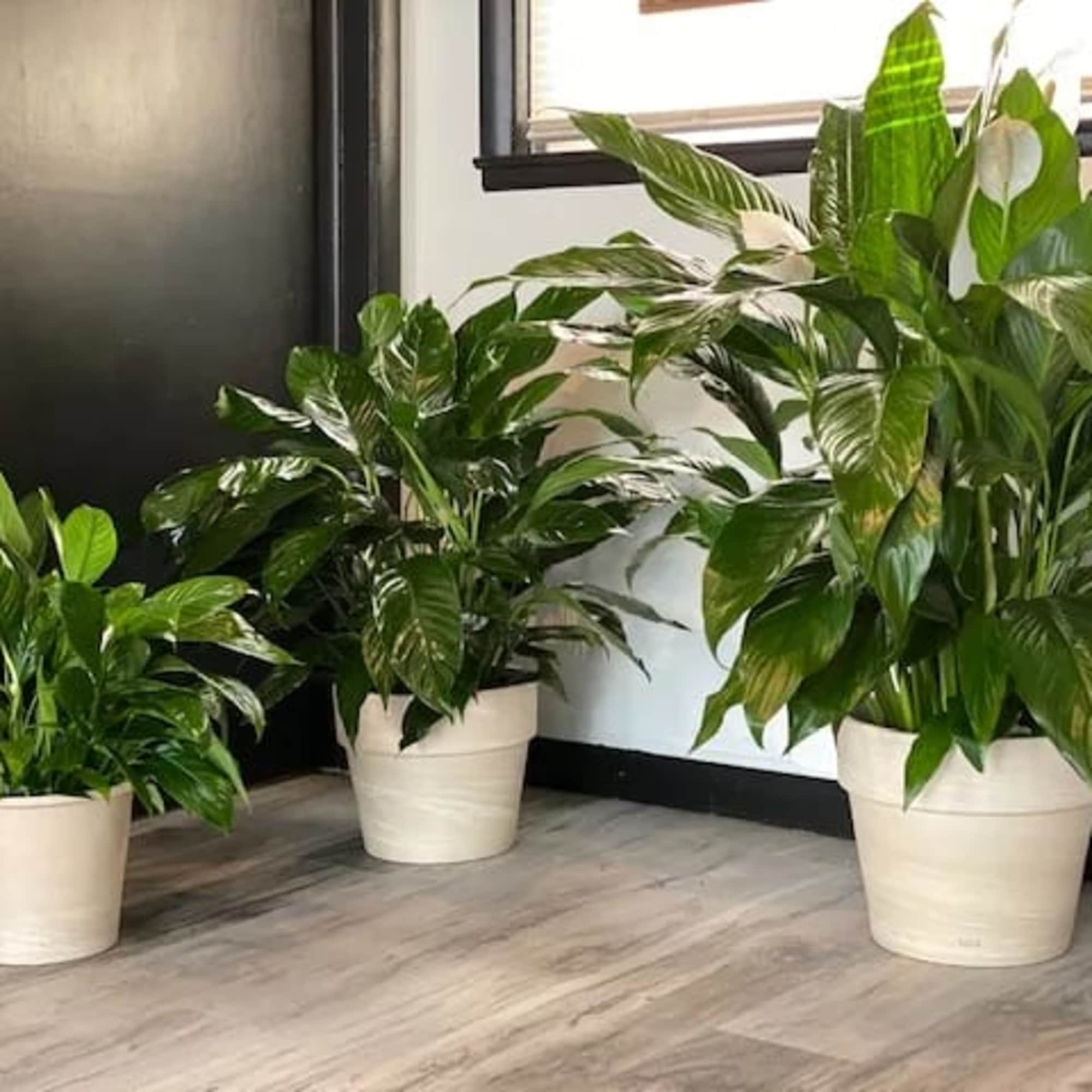 6&quot;, 8&quot; and 10&quot; Peace Lilies! Peace Lilies thrive in low-light so