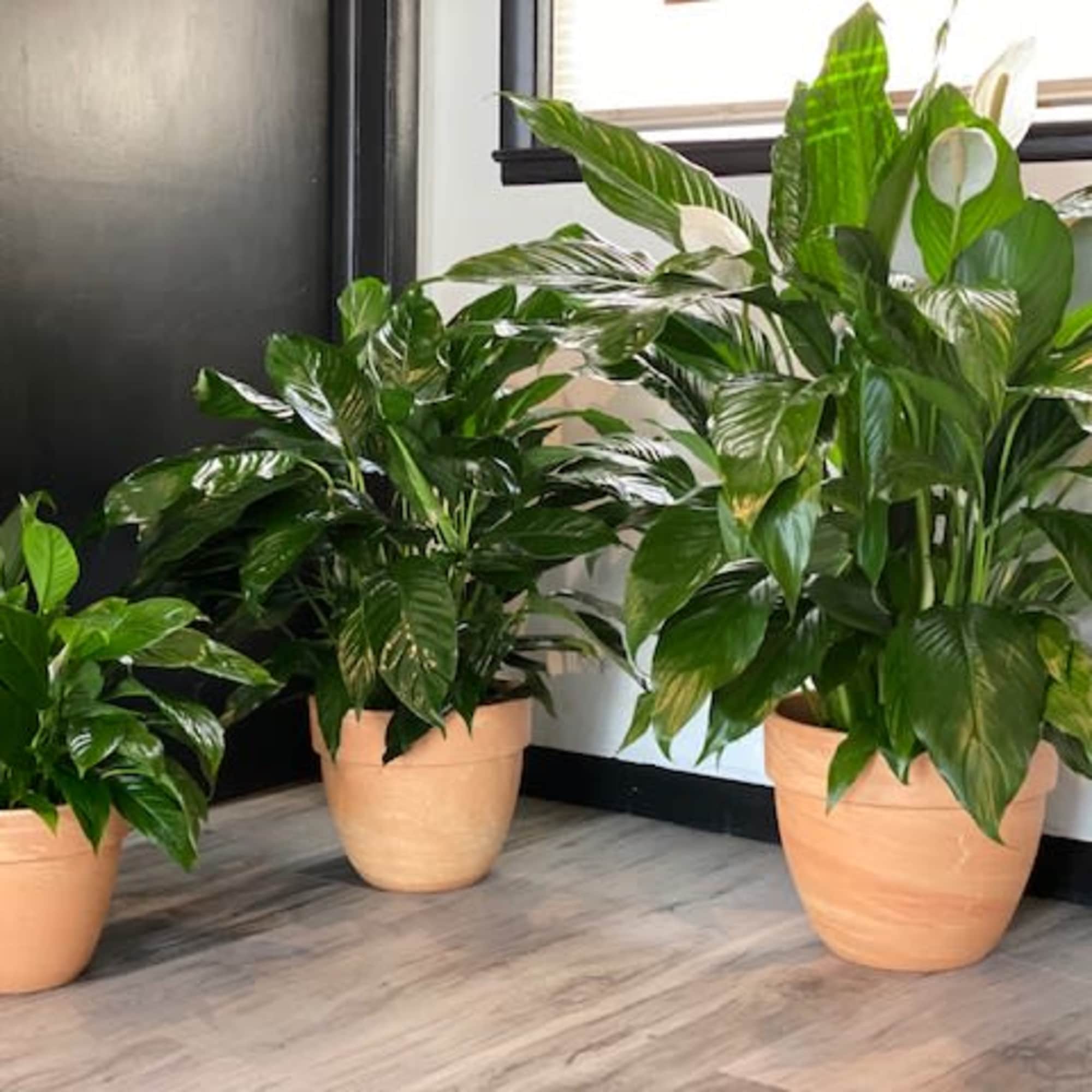 6&quot;, 8&quot; and 10&quot; Peace Lilies! Peace Lilies thrive in low-light so