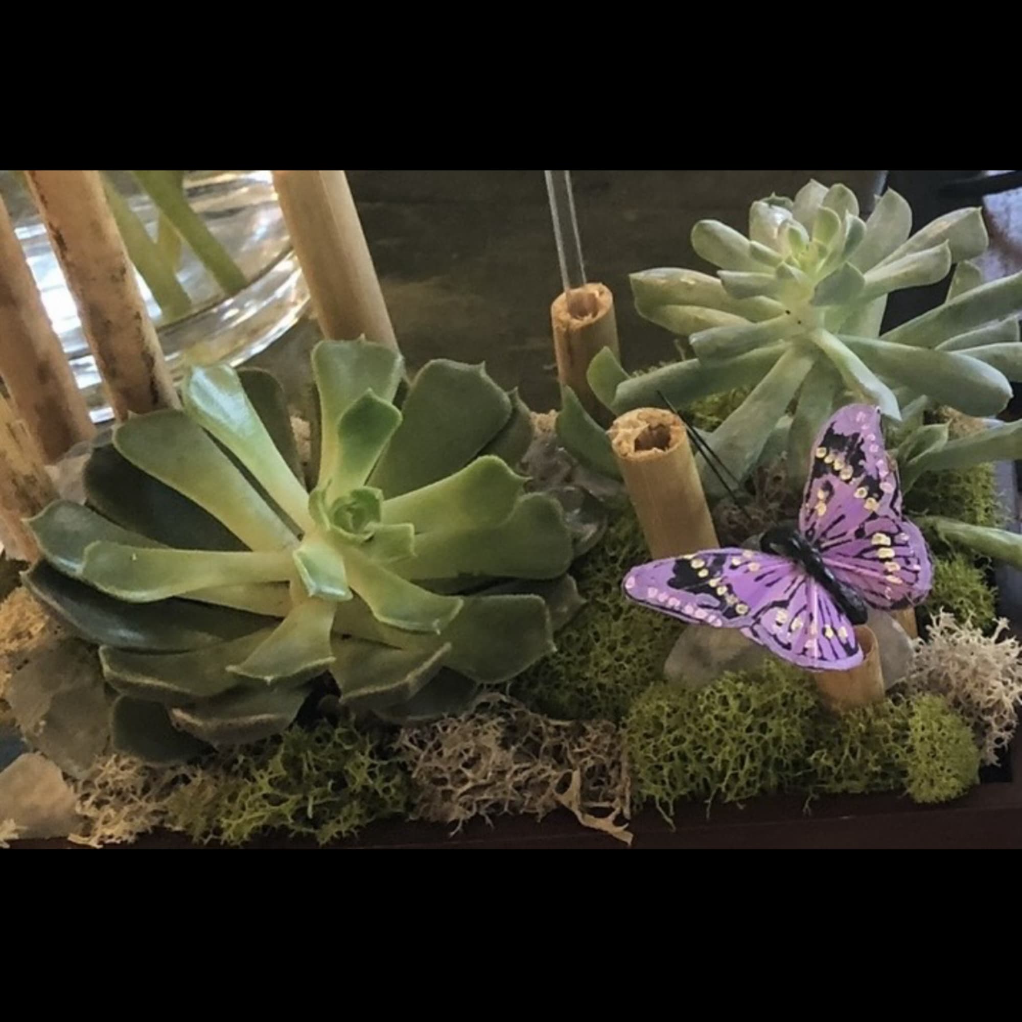 A collection of succulents planted in a wooden container. Dressed up nicely A collection of succulents planted in a wooden container. Dressed up nicely