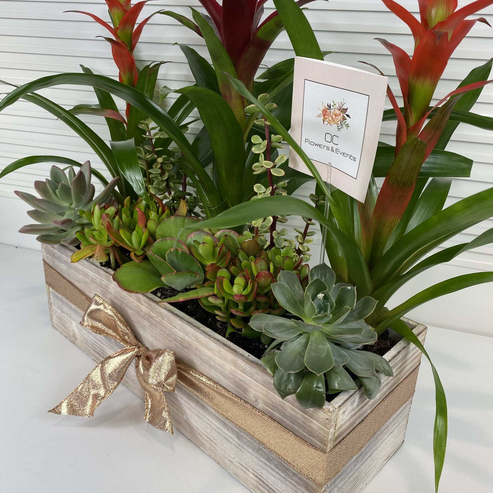 Bromelias and succulents in a rectangular wooden box (approximately W 13&#039; by