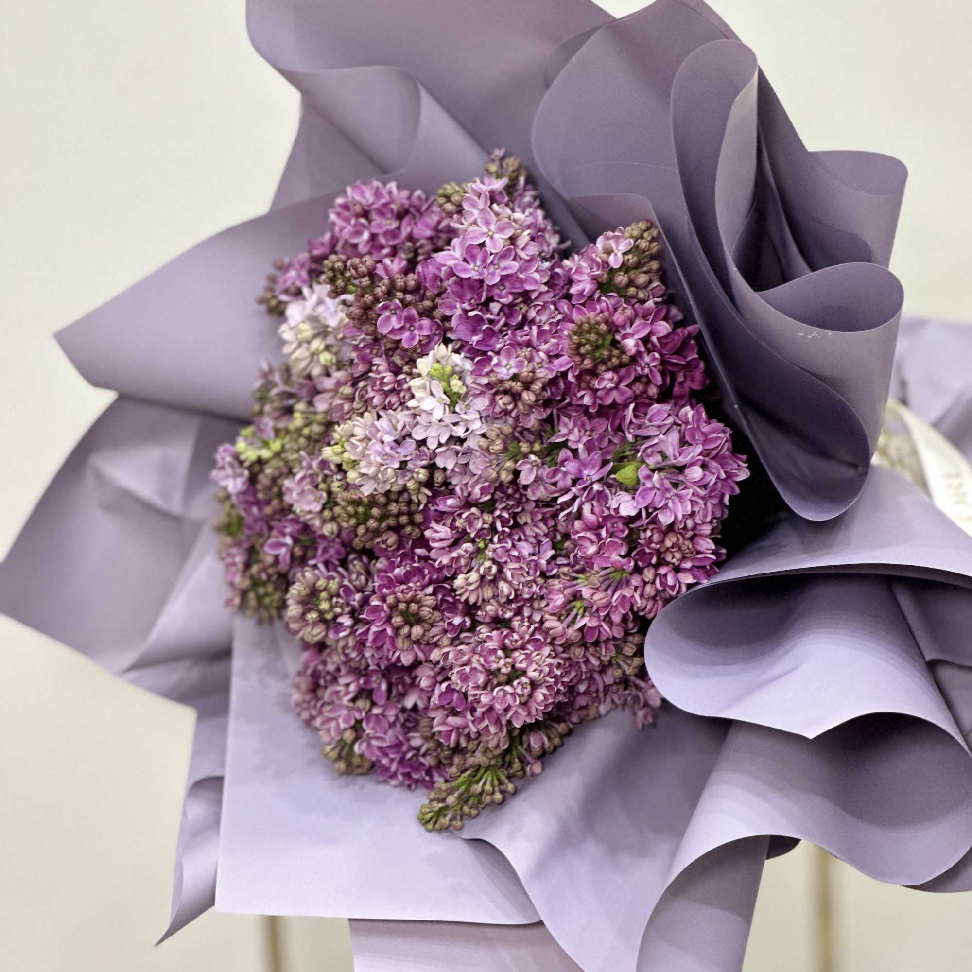 It&#039;s lilac season! A time of renewal and rejuvenation, symbolizing the arrival
