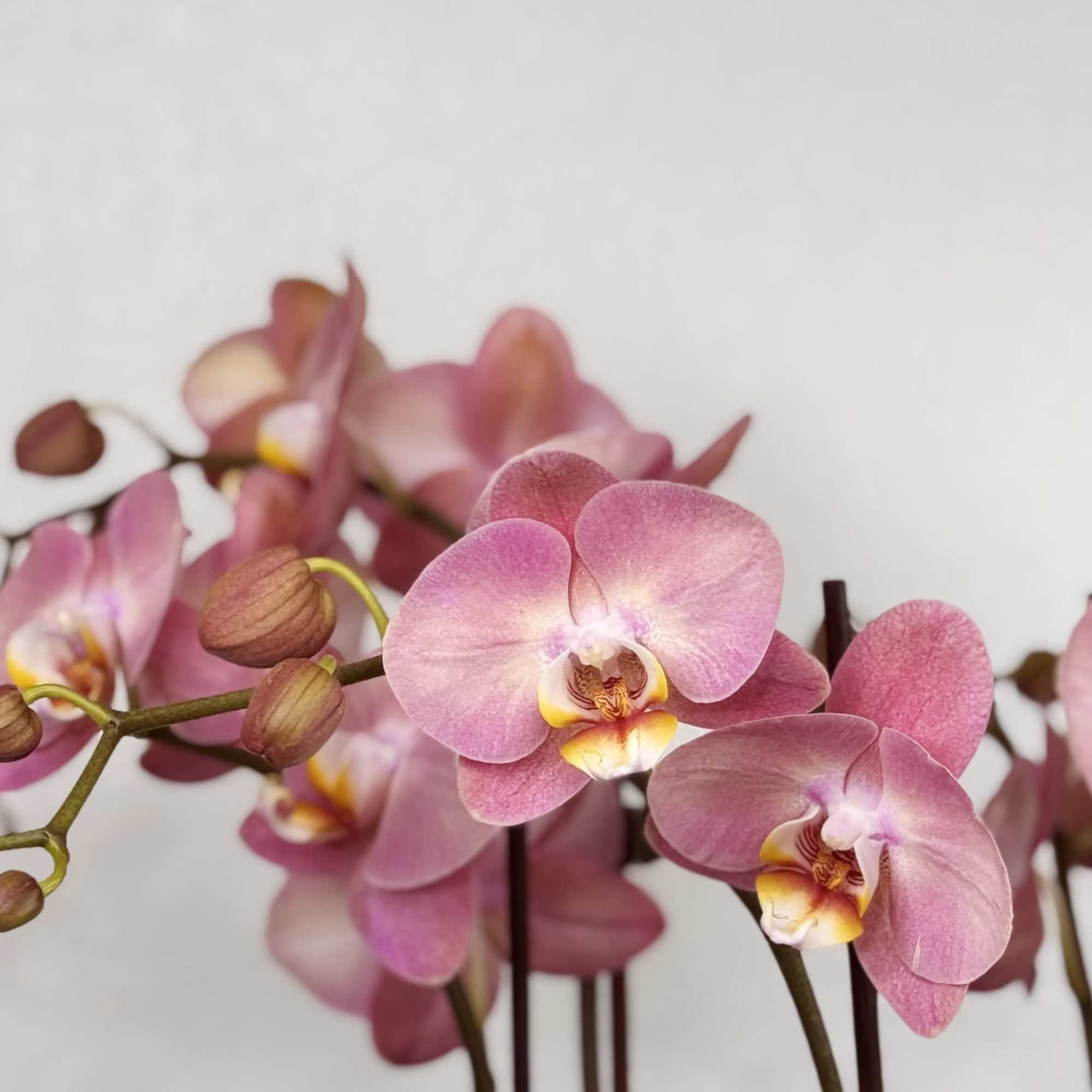 This 1.5 feet arrangement features three lush double-stemmed Phalaenopsis orchids in a