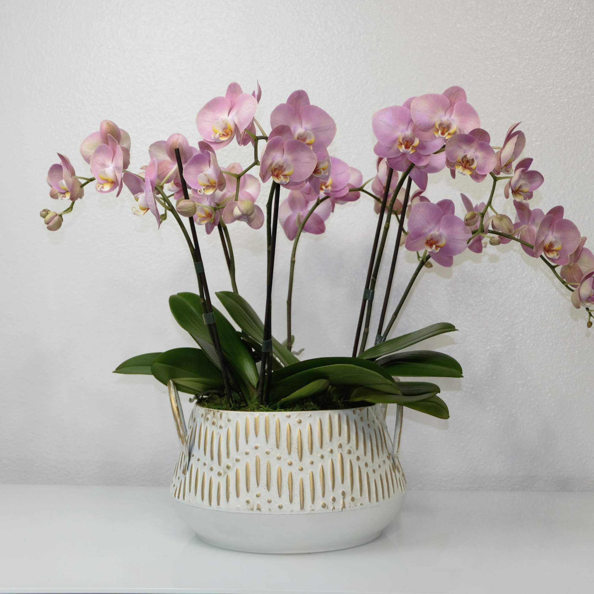 This 1.5 feet arrangement features three lush double-stemmed Phalaenopsis orchids in a