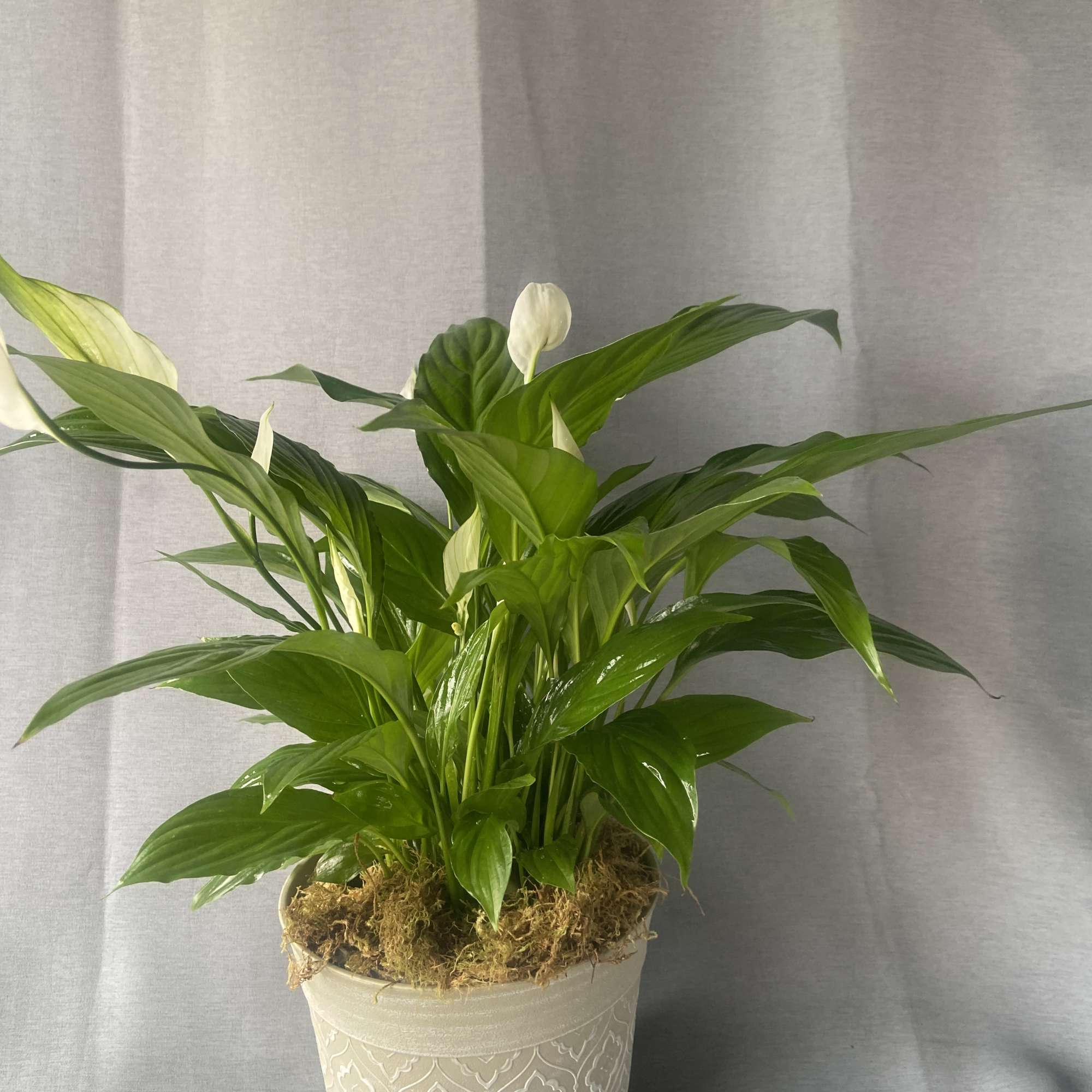 Send your condolences with this Spathiphyllum plant. APPROXIMATE DIMENSIONS: 36" H
