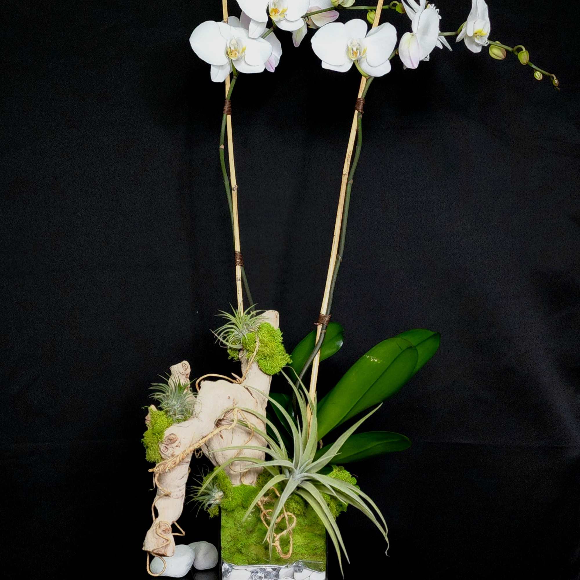 A contemporary gift for any occasion! Beautiful orchids acompanied by air plants A contemporary gift for any occasion! Beautiful orchids acompanied by air plants