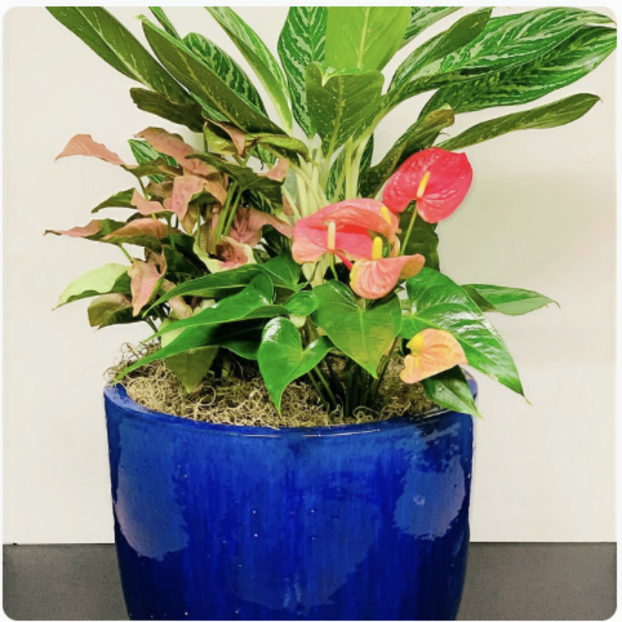 An artfully designed&nbsp;composite arrangement of decorative and/or blooming plants in a medium