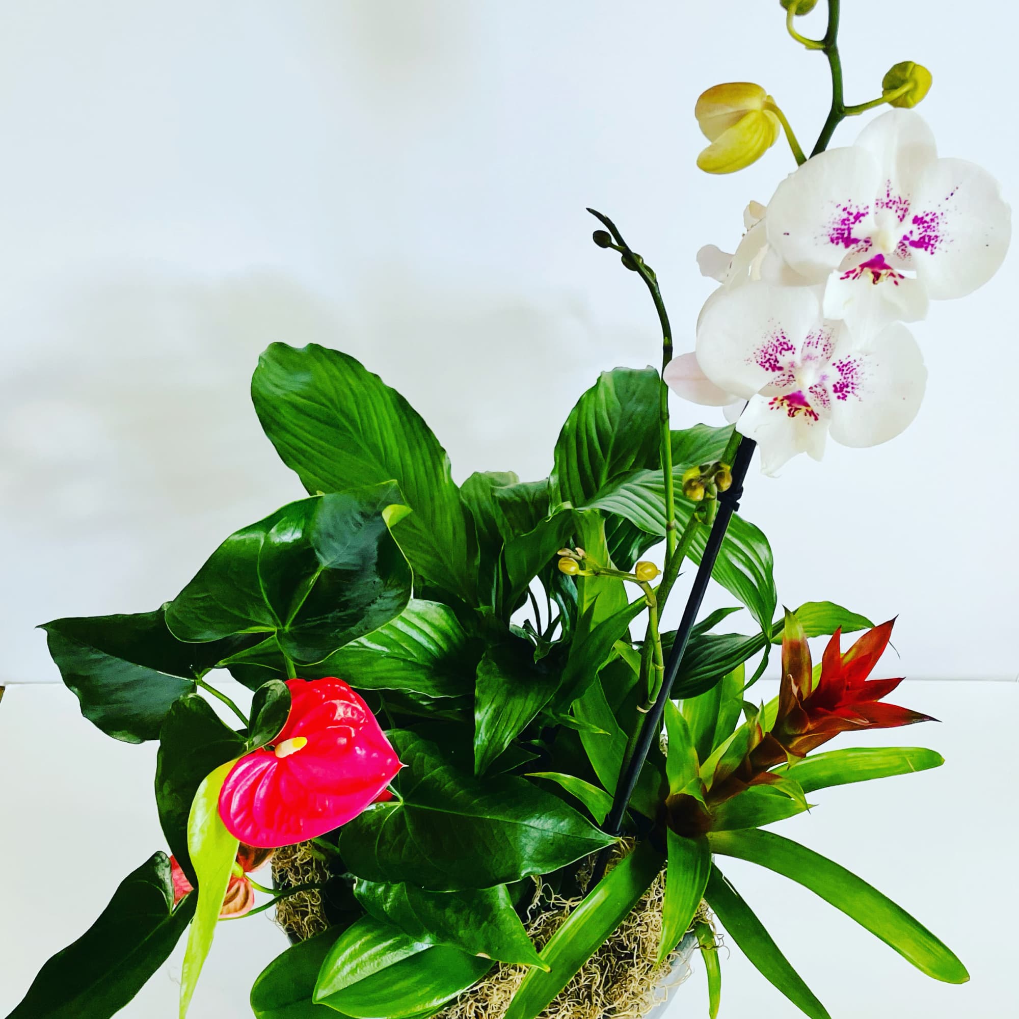 An artfully designed&nbsp;composite arrangement of decorative and/or blooming plants in a medium