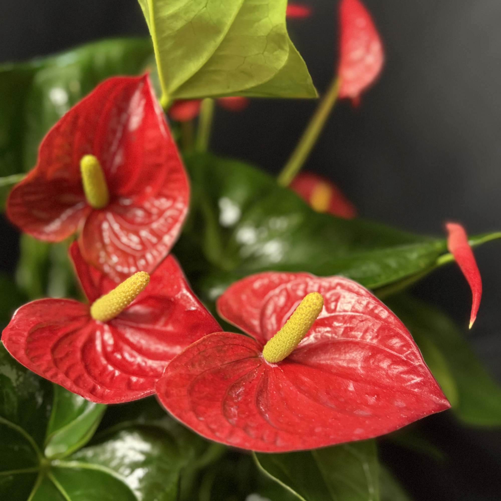 Anthurium is a beautiful plant celebrated for its striking red spathes (resembling