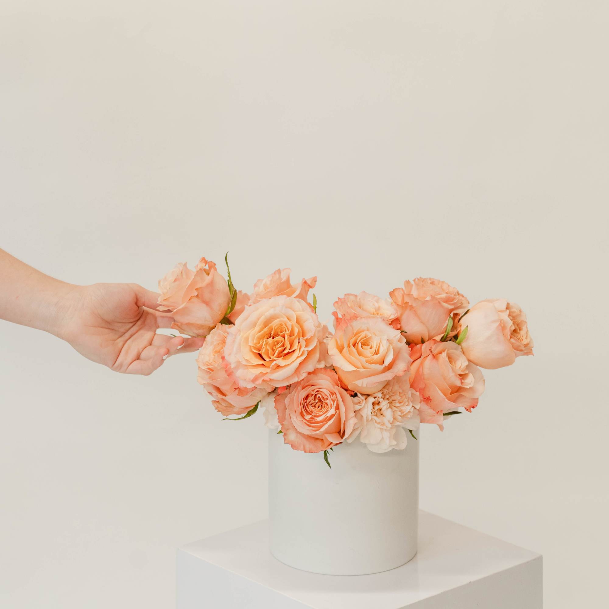 One dozen roses, in your choice of color, designed with a modern