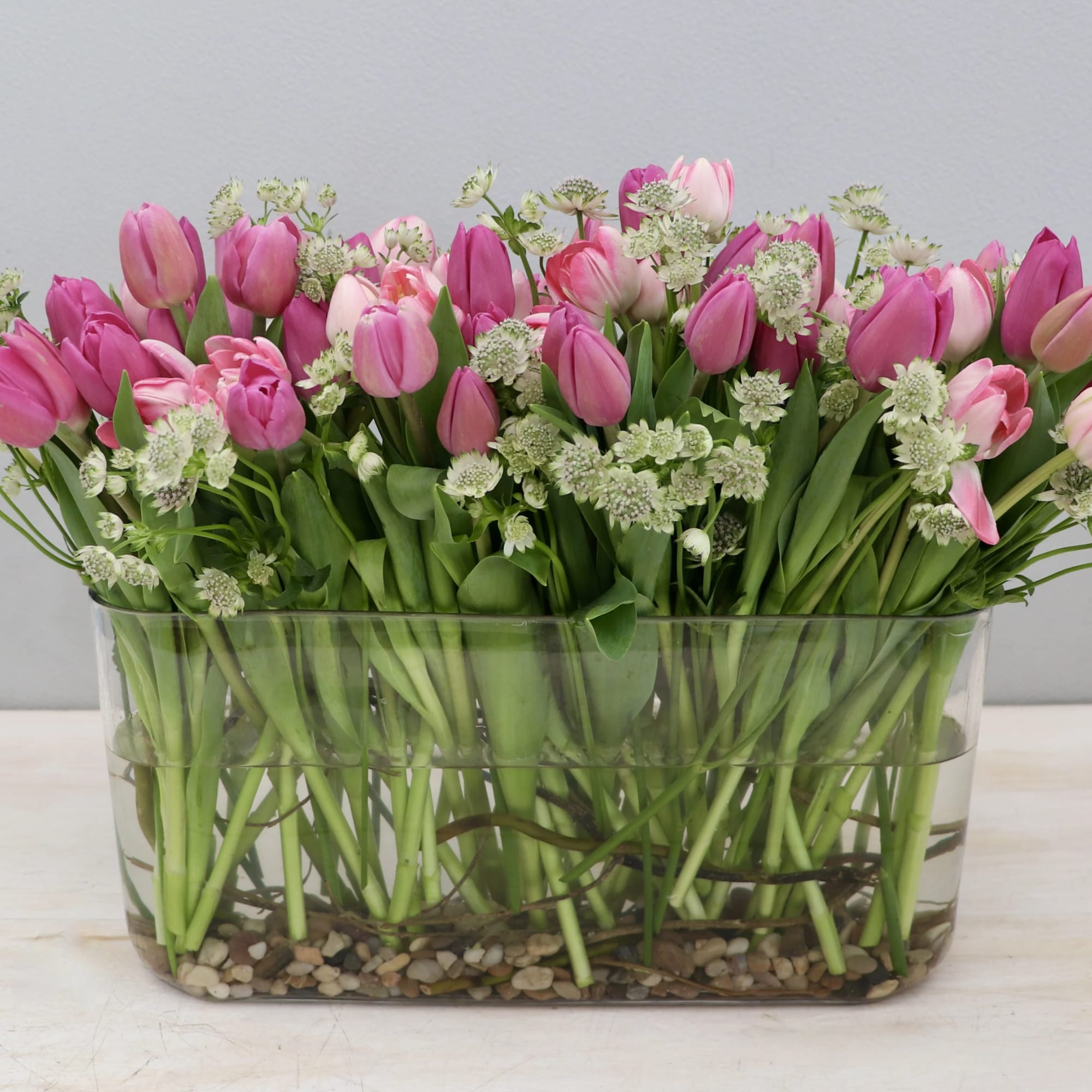 Tulips really make a special gift. With approximately 50 stems of tulips