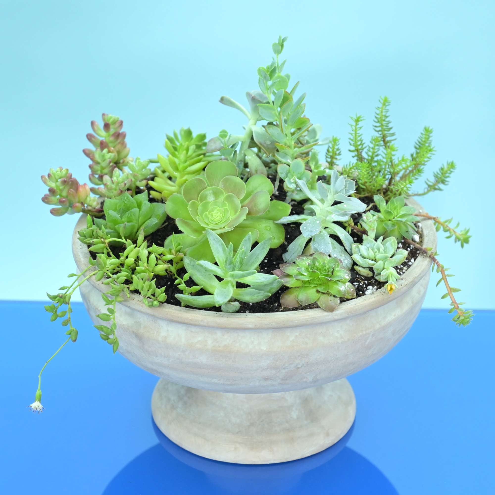 
Meticulously designed, this arrangement seamlessly blends timeless elegance with contemporary flair. Nestled