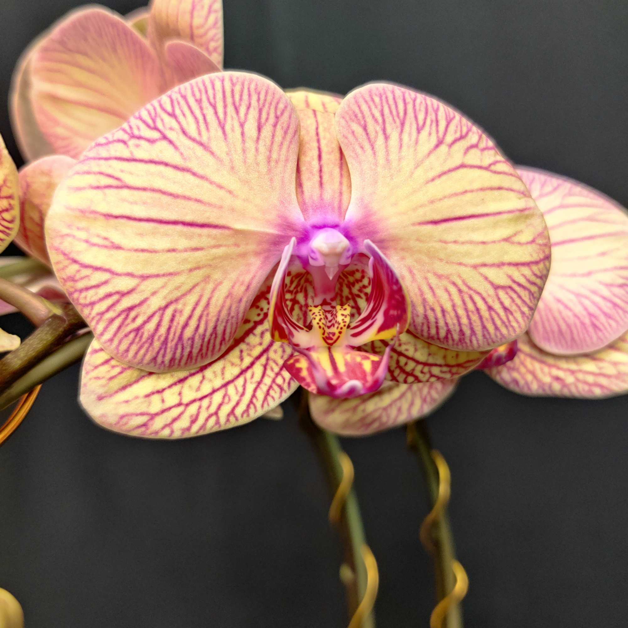 Living orchid plant in a beautiful presentation. Easy to maintain indoors and Living orchid plant in a beautiful presentation. Easy to maintain indoors and