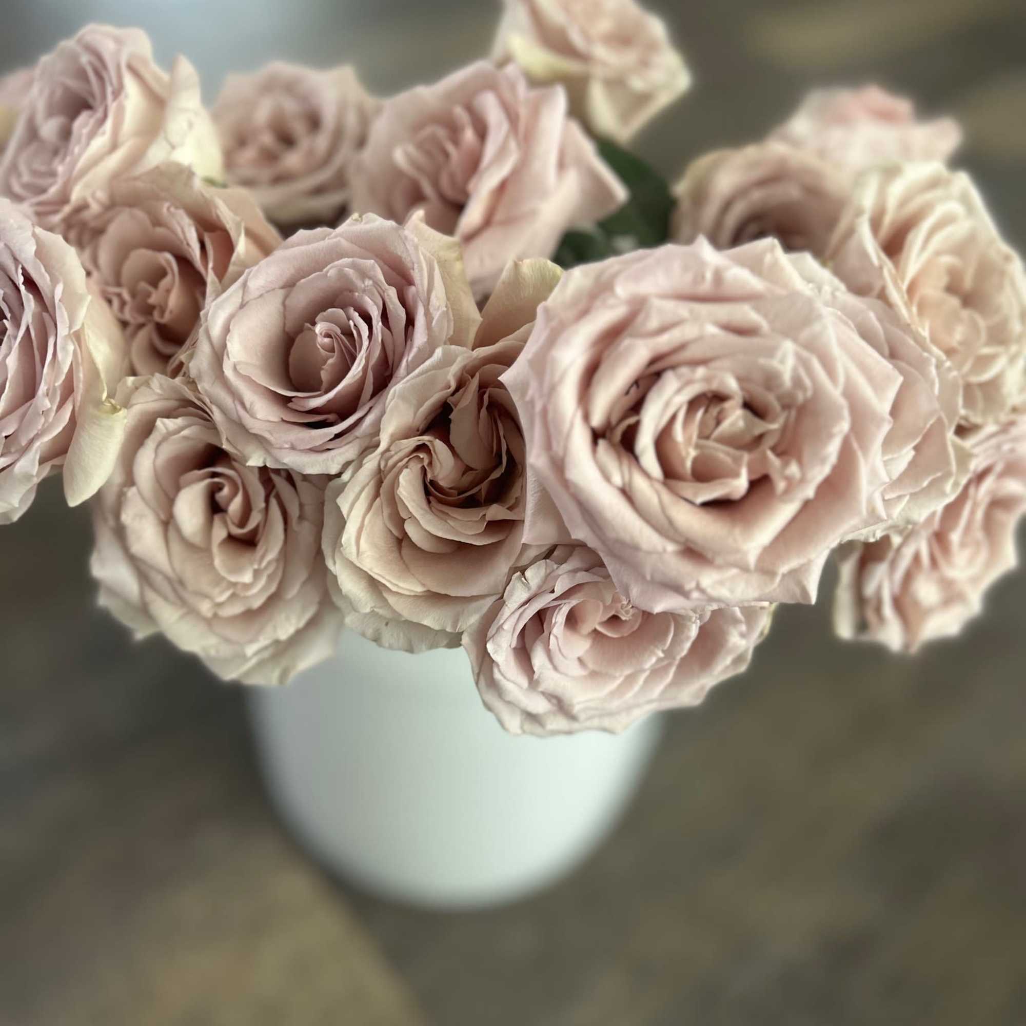 12 fresh cut roses of your color choice delicately prepared for your 12 fresh cut roses of your color choice delicately prepared for your