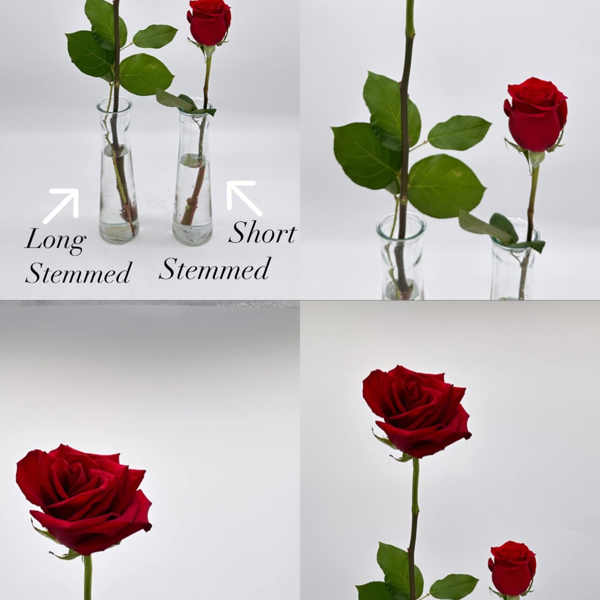 12 Short stemmed roses.