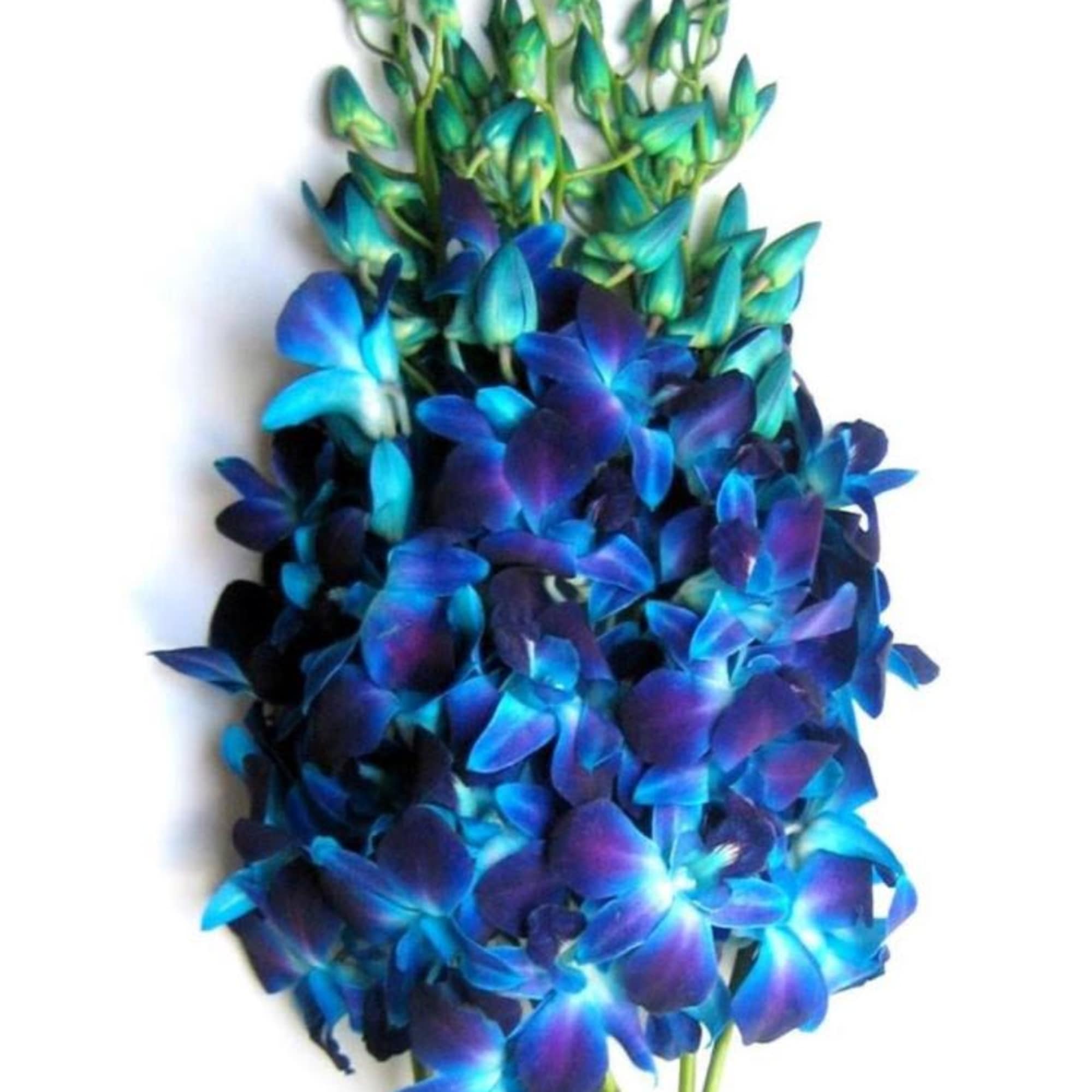 10 Beautiful and Blue Cut Dendrobium Orchids wrapped. (NO VASE) These are
