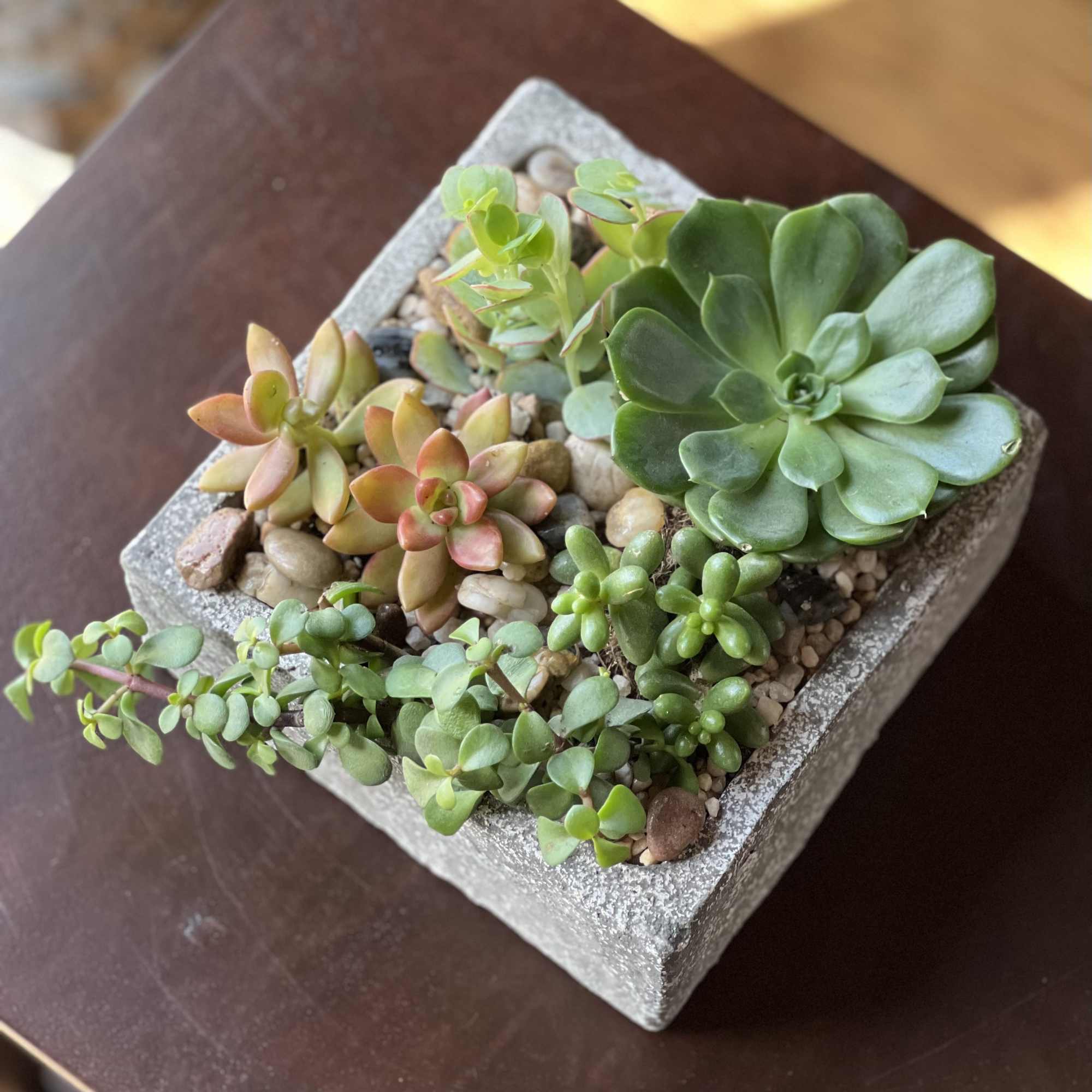 A variety of petite succulents with stones and pebbles in a rustic