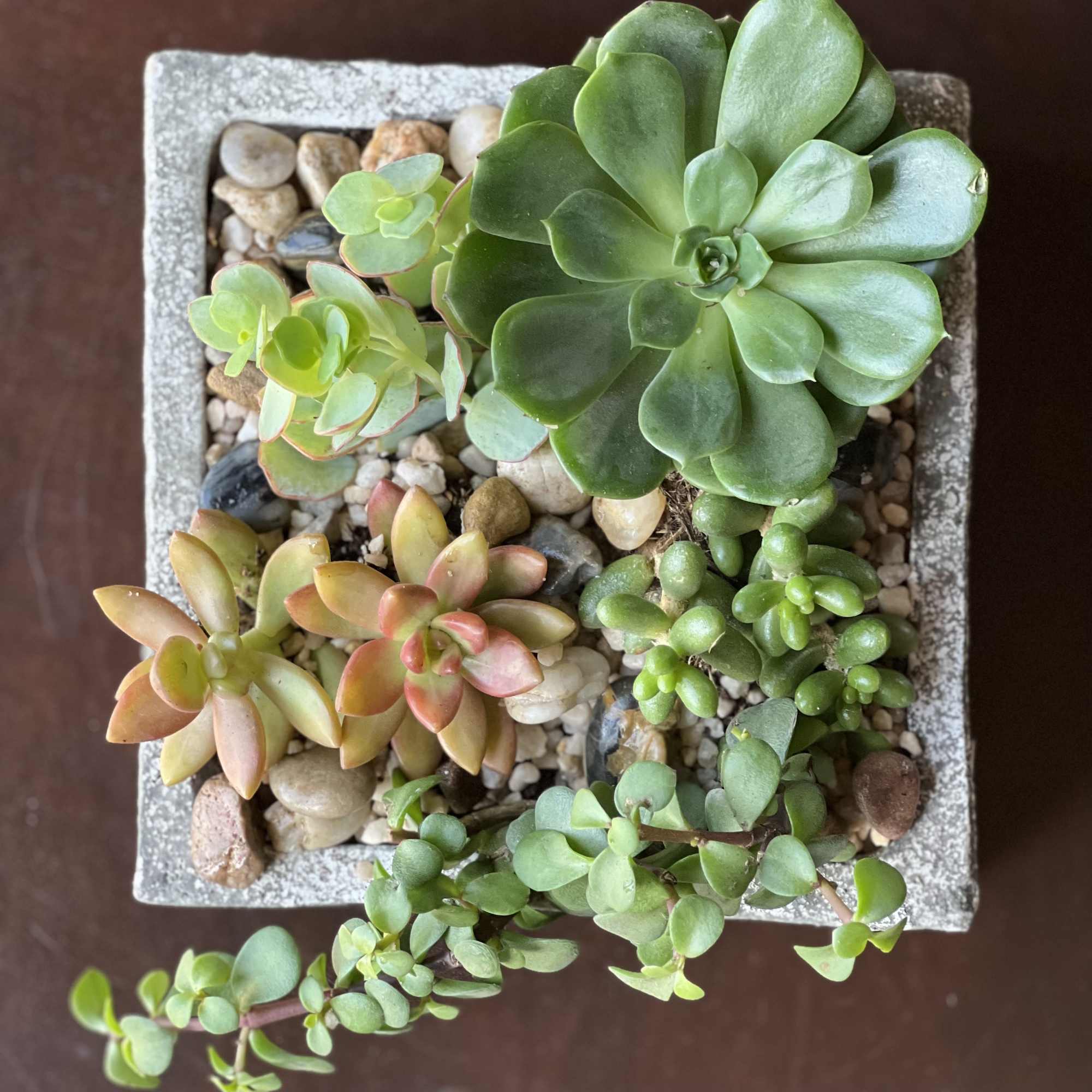 A variety of petite succulents with stones and pebbles in a rustic