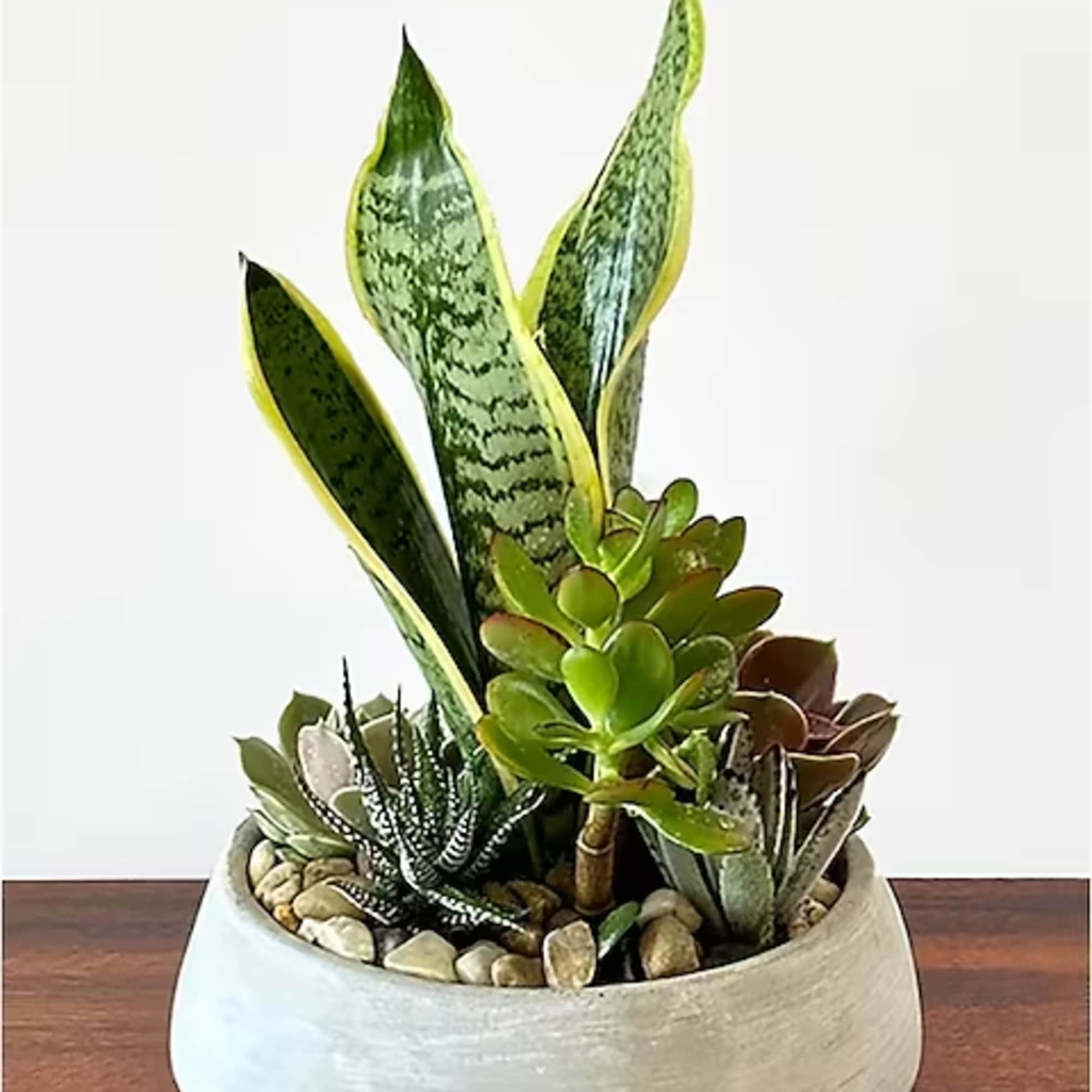 Our designer will choose the most contemporary container, and outstanding succulents to