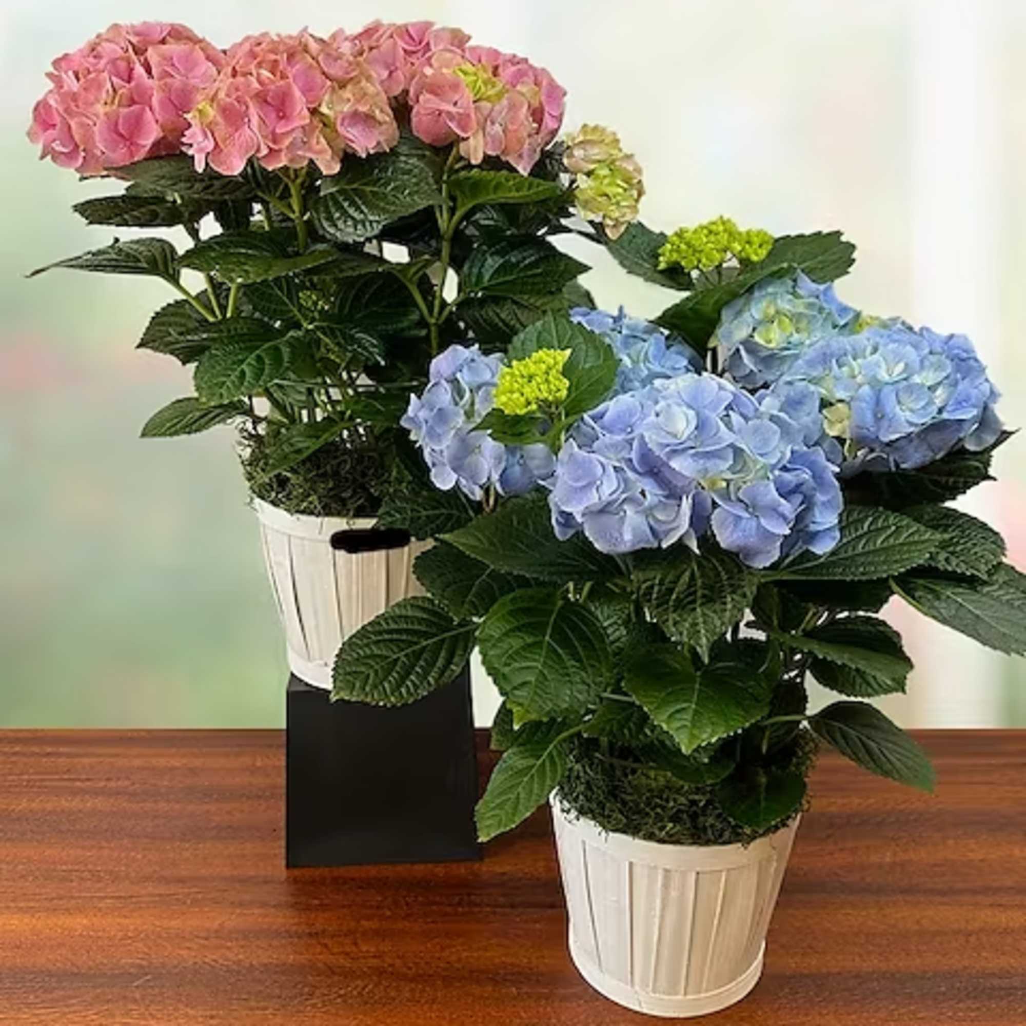 Let our expert sales team pick out the perfect blooming plant for