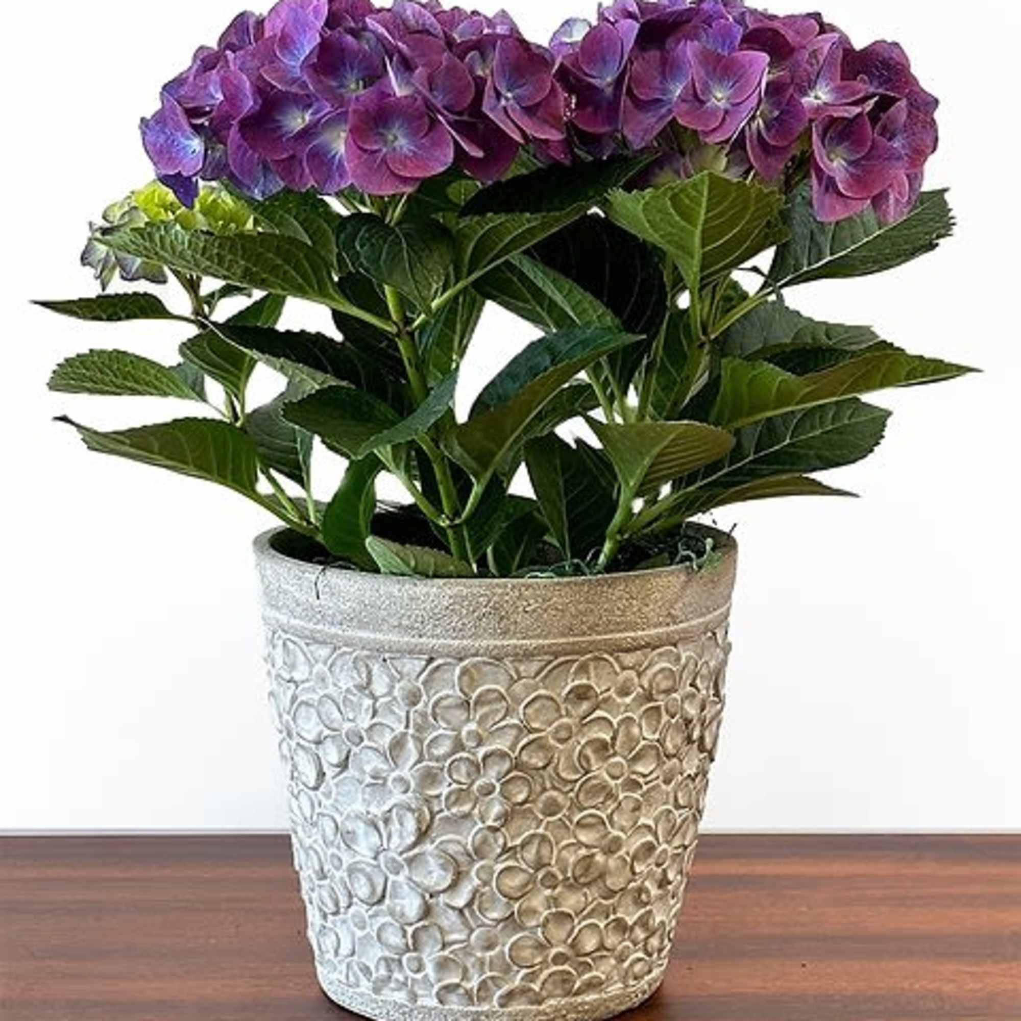 Let our expert sales team pick out the perfect blooming plant for