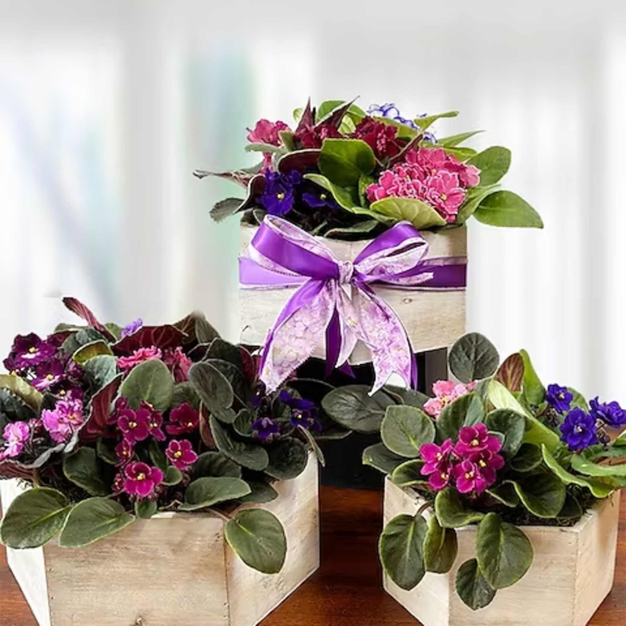 There is nothing quite like violets. With proper care and location they