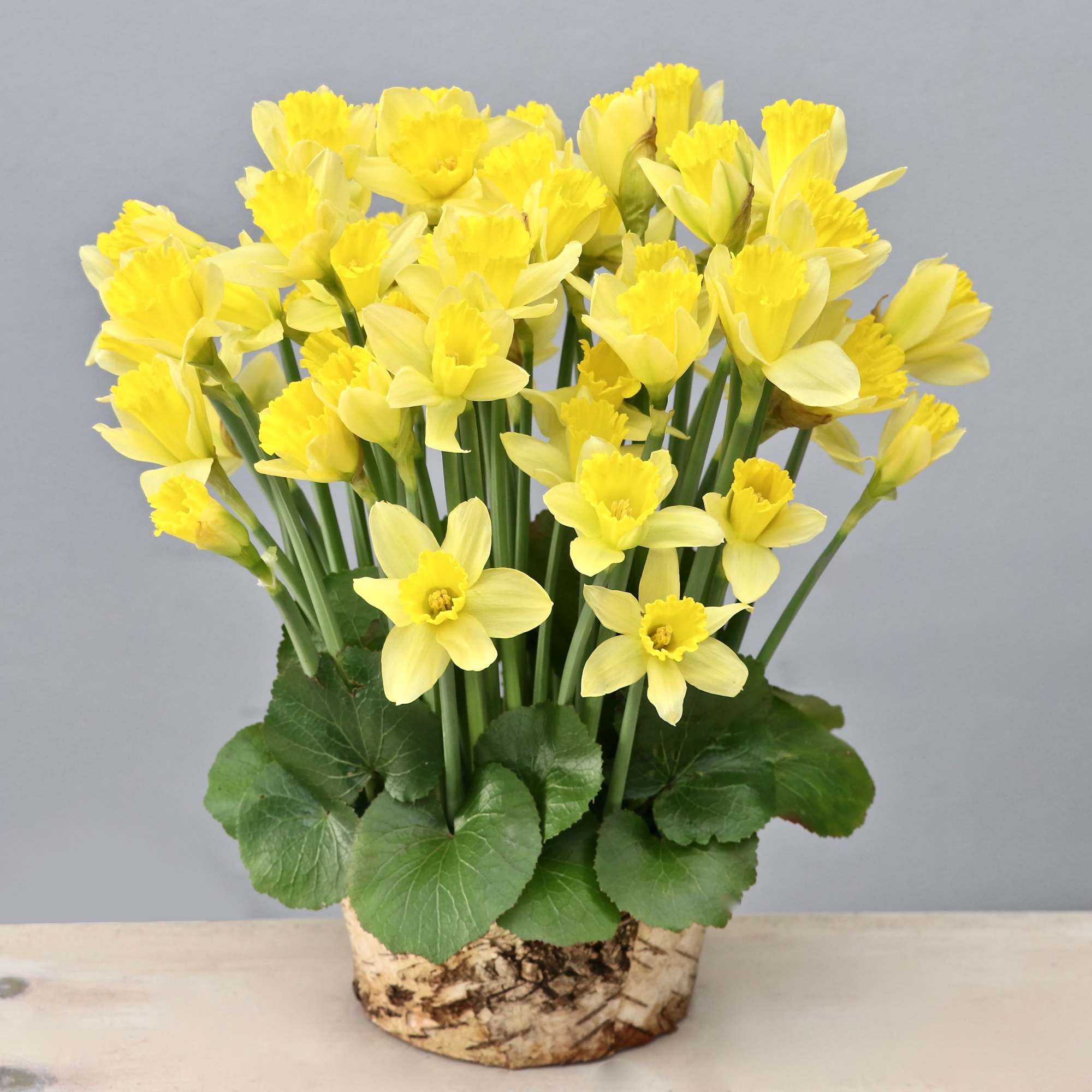 Looking to brighten up someone's day? Try our new daffodil special. With